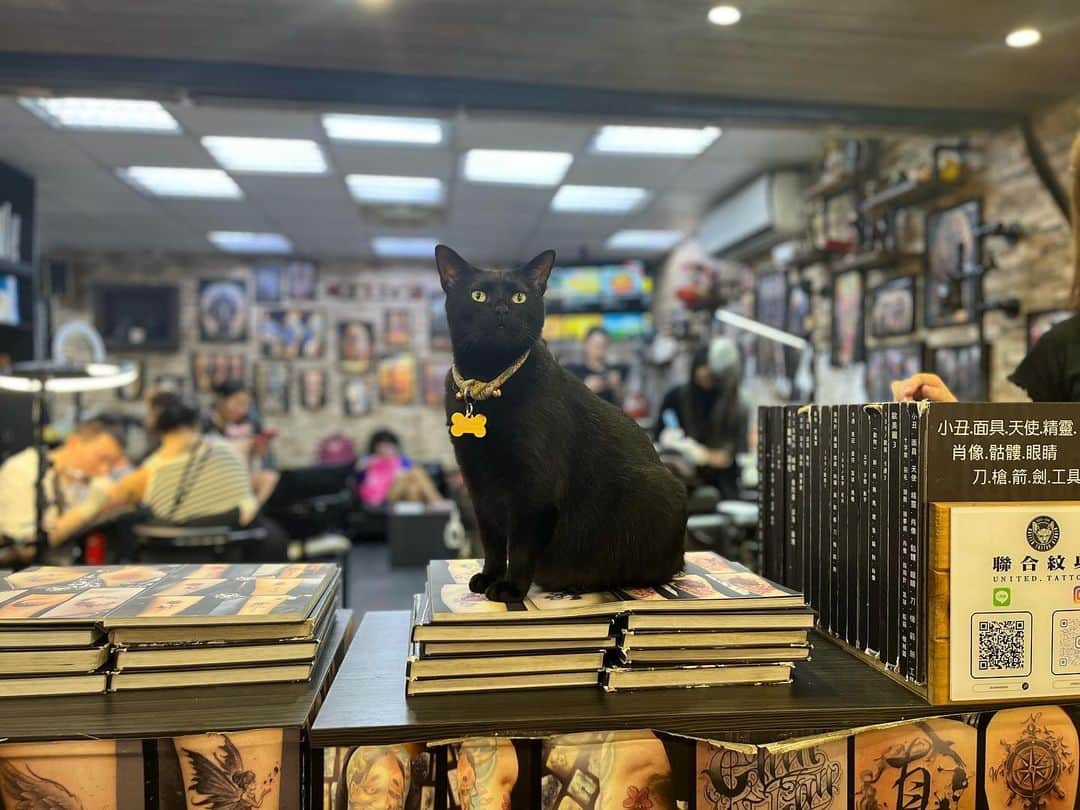IMALUのインスタグラム：「台湾で出会った子。 タトゥーショップで店番中の黒猫さん🐈‍⬛  #私の猫記録 #台湾 #taiwan」