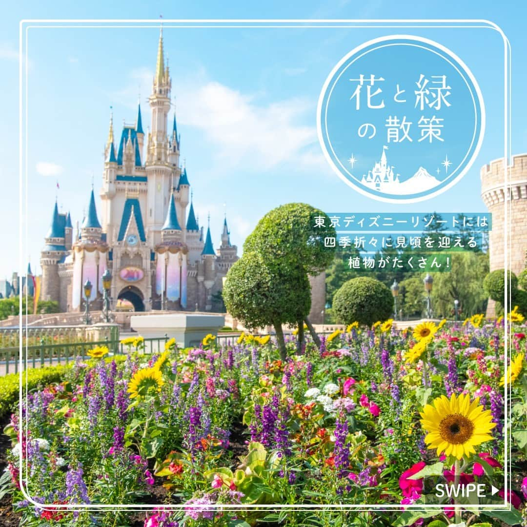 東京ディズニーリゾートさんのインスタグラム写真 - (東京ディズニーリゾートInstagram)「⁡ これからの季節に東京ディズニーランドで見ることができる植物をご紹介します🎶 ⁡ #helianthusannuus #cinderellacastle #tokyodisneyland #tokyodisneyresort #ひまわり #シンデレラ城前 #東京ディズニーランド #東京ディズニーリゾート #花と緑の散策 #東京ディズニーリゾート40周年」8月8日 12時00分 - tokyodisneyresort_official