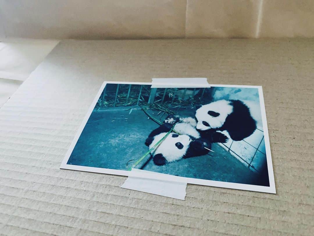 安藤裕子さんのインスタグラム写真 - (安藤裕子Instagram)「なんかすごくかわいいパンダきた」8月8日 12時08分 - yuko_ando