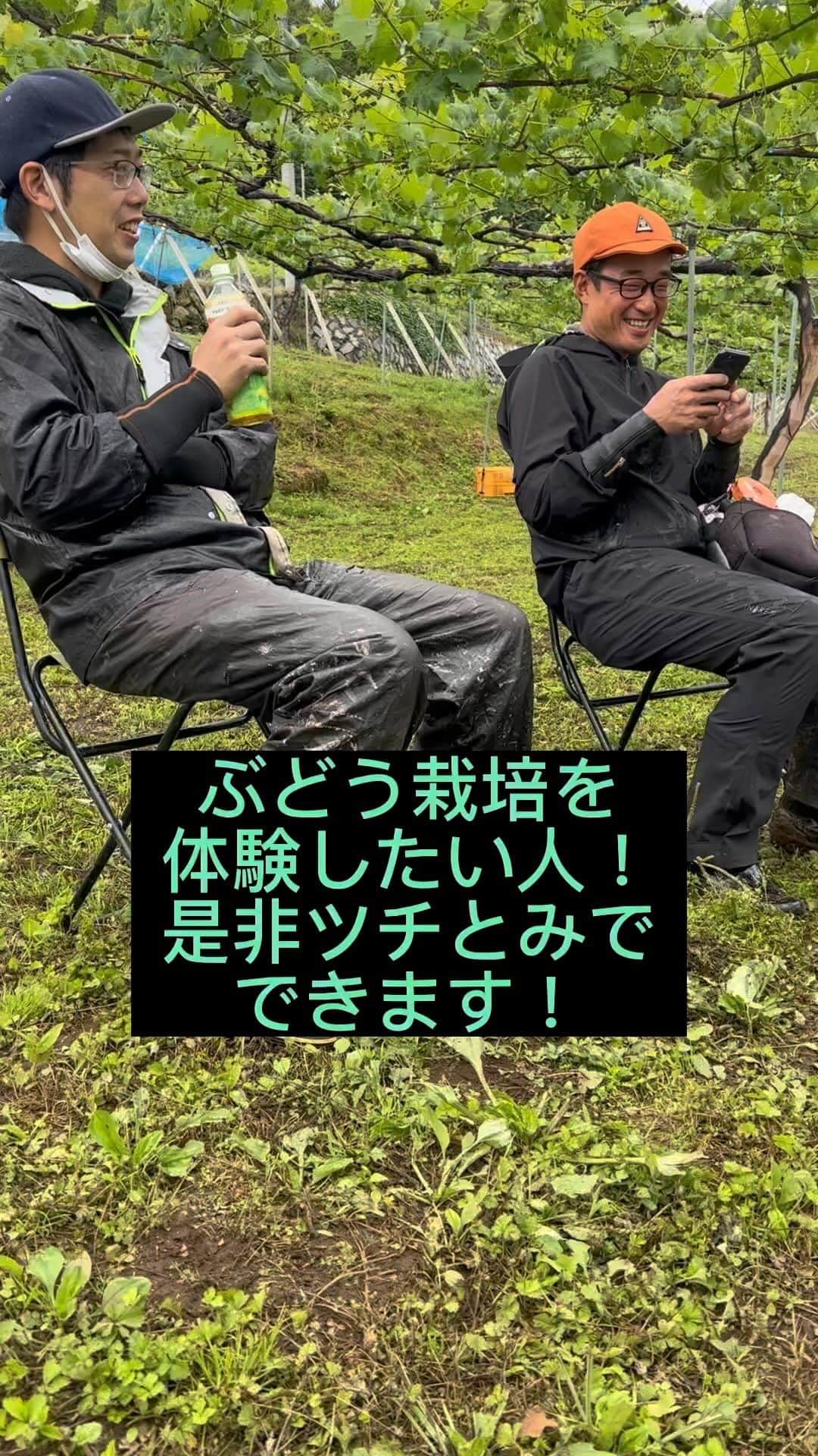 ツチと実のインスタグラム：「#tuchitomi #ぶどう狩り 2023年9月2日よりスタート！^_^」