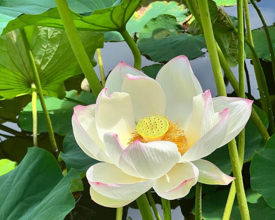 のインスタグラム：「. 🪷🪷🪷  いつか撮った綺麗な蓮の花🤭 綺麗。 あ〜お花畑行きたいわ。  みりおん。 P.S なりすましアカウントがございます🥹 注意して下さいね⚠️ ご迷惑をおかけしてしまいすみません🙇 そして， 教えて下さった方ありがとうございます🙇🏻‍♀️ ̖́-」