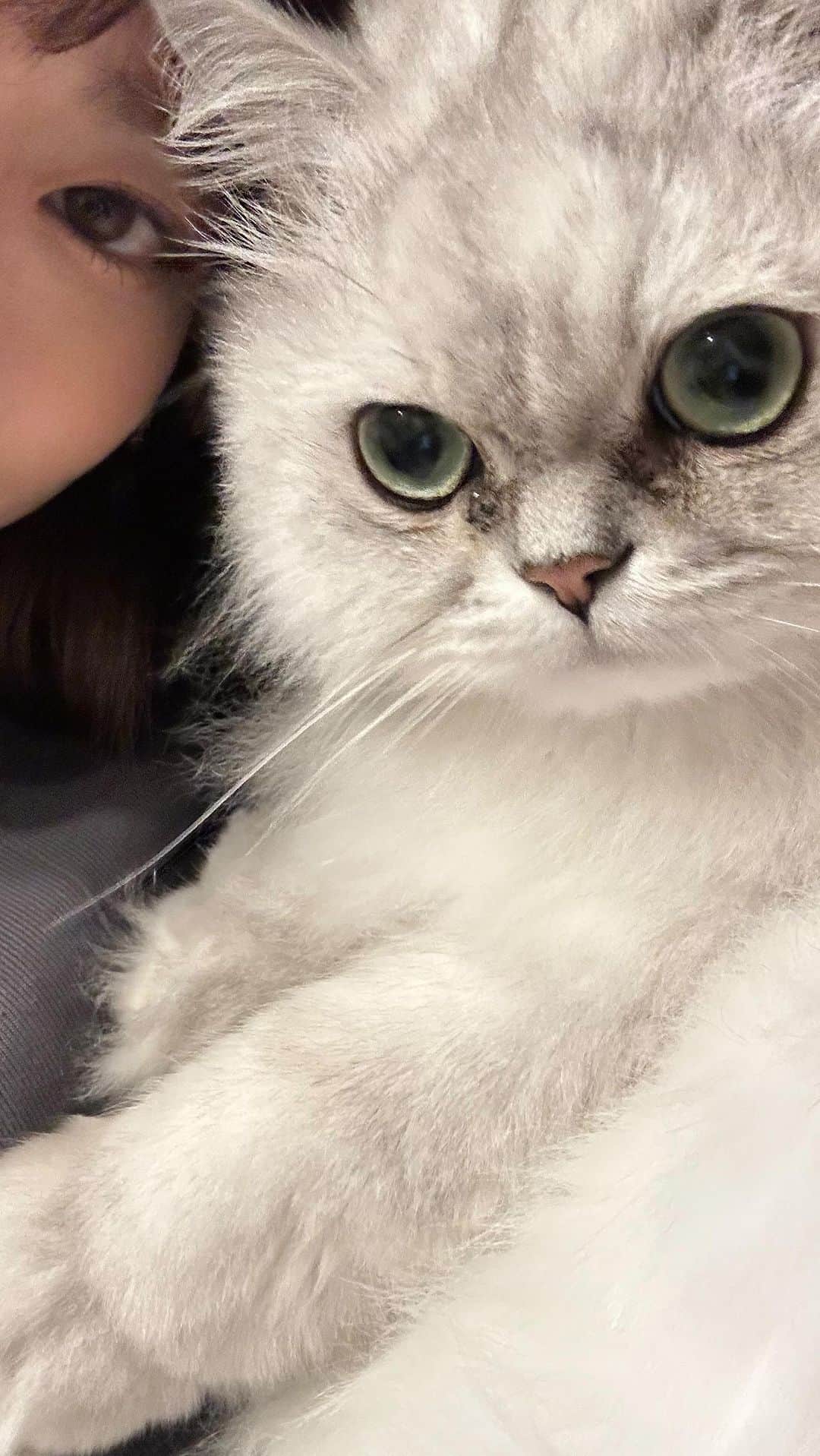 鈴木康代のインスタグラム：「このかわいい毛玉ちゃんの満ち足りた表情が好きです。 これからもずーっと幸せにしていく！❤️‍🔥」