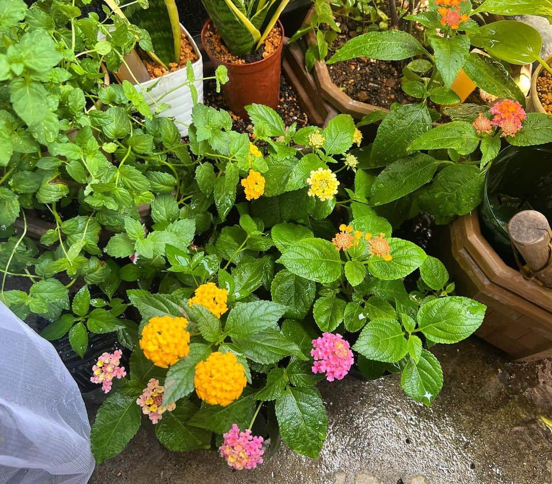 浅香圭（コラゾン）のインスタグラム：「俺ん家のランタナ♬  #gardening#ランチ #ハーブ#スイーツ#イラスト#お弁当#green#ペパーミト#food#flowers#lunch #七変化#カフェ #パン#子育て#虫除け#japan#herb#おかず#ランナタ#イベント#ミント# vegetables#家庭菜園 #tea#ヘアスタイル#artwork#自家栽培#common#lantana」