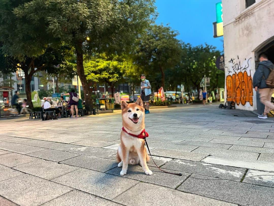 IMALUのインスタグラム：「台湾で出会ったわんころころ  #私の犬記録 #台湾 #taiwan」