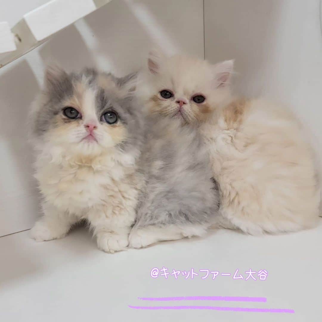 マンチカン(munchkin)キャットファーム大谷のインスタグラム：「❤️No.2566&No.2567❤️ ﾟ+*:;;:*　*:;;:*+ﾟ　ﾟ+*:;;:*　*:;;:*+ﾟ  お店は、月・木曜日が定休日です。 現在、完全予約制になっておりますので ご来店される際はお店へお電話かメールにてご連絡くださいませ🙇‍♀️  お待ちしております🎵  ﾟ+*:;;:*　*:;;:*+ﾟ　ﾟ+*:;;:*　*:;;:*+ﾟ #キャットファーム大谷#まんちかん#マンチカン#サイベリアン#ネコ#こねこ#にゃんこ#猫ちゃん#ねこ部#ニャンスタグラム#猫#ねこ#子猫#モフモフ#モフモフねこ#ミヌエット#短足#ねこすたぐらむ#愛猫#かわいい#ふわもこ部#猫のいる暮らし#マンチカンブリーダー#ミヌエットブリーダー#cat#catsgram」