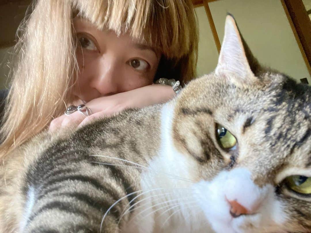 野本かりあのインスタグラム：「夫婦仲良しでも、たまには喧嘩する。 お互いあーだこーだと言い合う中、ルカは此方を見て、ワーワー言って。 私がワーって洗面所に行って扉を閉め、少しして扉を開けると、そこにはルカが居る。 ルカは何でも介入して来るし、心配してくれるし、本当にお前は猫なのかい⁉️ #lukarly #catsofinstagram #にゃんすたぐらむ #きじしろ」