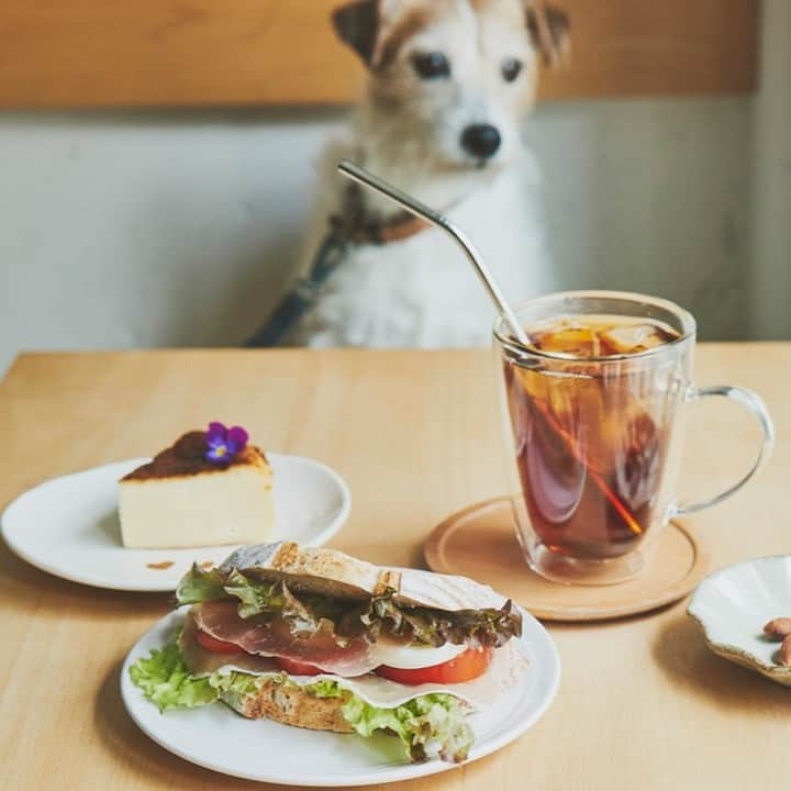 東急電鉄さんのインスタグラム写真 - (東急電鉄Instagram)「. 「カフェ ラ コスタ」ドッグカフェ  東急線沿線で配布しておりますフリーペーパー『SALUS』8月号の「沿線街さんぽ」では、たくさんのお店が集う大型商店街として知られる下町エリア、池上線の戸越銀座をご紹介しております。  「カフェ ラ コスタ」は、メイン通りから一本入った路地裏にある小さなドッグカフェ。特定の農園から仕入れた上質な豆を自家焙煎する自慢のスペシャルティコーヒーだけでなく、長時間発酵させながら毎日焼き上げる自家製パンや手作りの焼き菓子など、コーヒーに合うメニューにもこだわります。何よりここの名物は、週3回お店にいるというオーナー夫妻の愛犬・杏ちゃん。お店の入り口が定番スポットですが、お気に入りのメニューやお客さんにも興味津々。人懐こさが愛くるしい、まさに看板犬です。  ※お出かけの際は、各店舗・施設のHPやSNS、お電話などで最新の営業情報をご確認ください。  #カフェラコスタ #カフェ #自家焙煎 #パン #自家製パン #手作り #焼き菓子 #コーヒー #看板犬 #CaffeLaCosta #喫茶店 #ドッグカフェ #戸越銀座 #Coffee #ハンドドリップ #戸越 #東急線グルメ #東急線カフェ #池上線 #戸越銀座 #品川区 #東急電鉄 #東急線 #Tokyuline #salus #サルース」8月8日 17時22分 - tokyu_railways