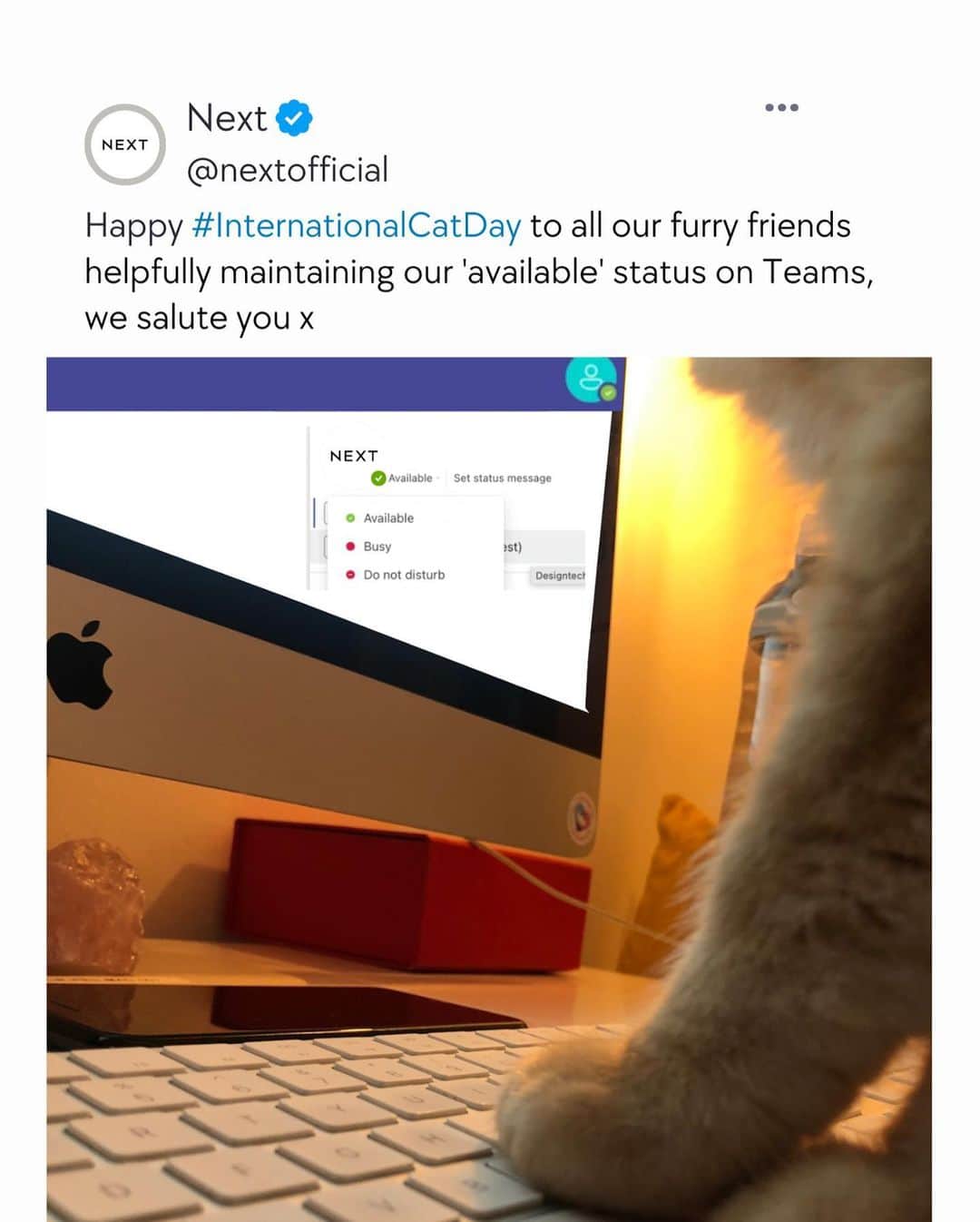 Nextのインスタグラム：「The backbone of WFH days, we couldn't do it without you! 😉 Happy #InternationalCatDay 🐈🐾」