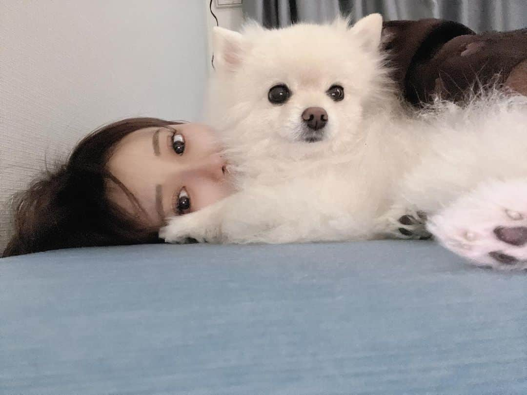 黒宮ちはやのインスタグラム：「ベッドにごろーんしてると 絶対ピタッとくっついてくるエマちゃん🐶🤍 だーいすき🤍🤍🤍 #ポメラニアン #白ポメ #白ポメラニアン #愛犬 #犬 #ポメラニアンが世界一可愛い #ポメラニアン部 #ポメラニアンのいる暮らし #愛犬のいる生活 #幸せ #家族」