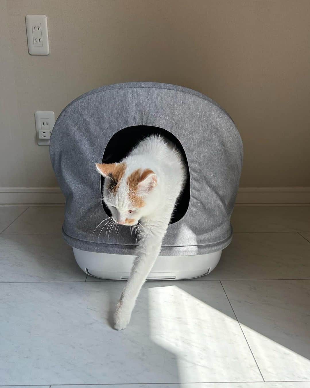 マルさんのインスタグラム写真 - (マルInstagram)「👃猫のトイレは臭う、猫を飼ってる お家は臭いんじゃ。。。なんて… 思われたくない人！必見です👇  消臭のエステーから初のペット商品 【エステーペット実感消臭トイレ】で 猫トイレのニオイを解決だみん₍^·͈༝·͈^ฅ   「消臭力」共同開発 【エステーペット実感消臭トイレ】は トリプル消臭効果の力で 夏のもわっとした空気の中ですら トイレをした後やシート交換をする時も ニオイが気にならないのです👏  ♦︎トリプル消臭♦︎とは……？ システムトイレ本体のスノコ部分と チップ、シートに天然消臭成分の🌲 北海道産モミの木(トドマツ)粉体を配合。  さらに  ♦︎チップには 天然の国産ヒノキを使用、 香料不使用、抗菌効果もあります。  ♦︎シートには クエン酸配合、高分子吸収剤配合で ニオイも吸収力もあります。 尿の色もわかる表面は白色です。  ♦︎トイレ本体には 開閉できるルーフカバーが付いています。 インテリアになじみやすいデザインで カバーはオープンにもドーム型にもでき 猫ちゃん好みで使えることも考慮されてるエステーさんは🫶 『保護ネコ応援プロジェクト』で全国の 保護団体の支援にも取り組んでいます🥹  ニオイが気になっている… お掃除が大変で… と、お困りの方はぜひ エステーペット「実感消臭トイレ」を 試してみて下さい。  猫のいるお家は臭くないんですよ って事があたりまえになって 猫可のペット賃貸物件が増えることを 切に願っております🙏  #エステー保護ネコ応援プロジェクト #エステーペットを使ってみた #世界猫の日 #猫のトイレ #ニオイ対策 #天然成分 #猫のいる生活 #PR」8月8日 18時00分 - maruruna