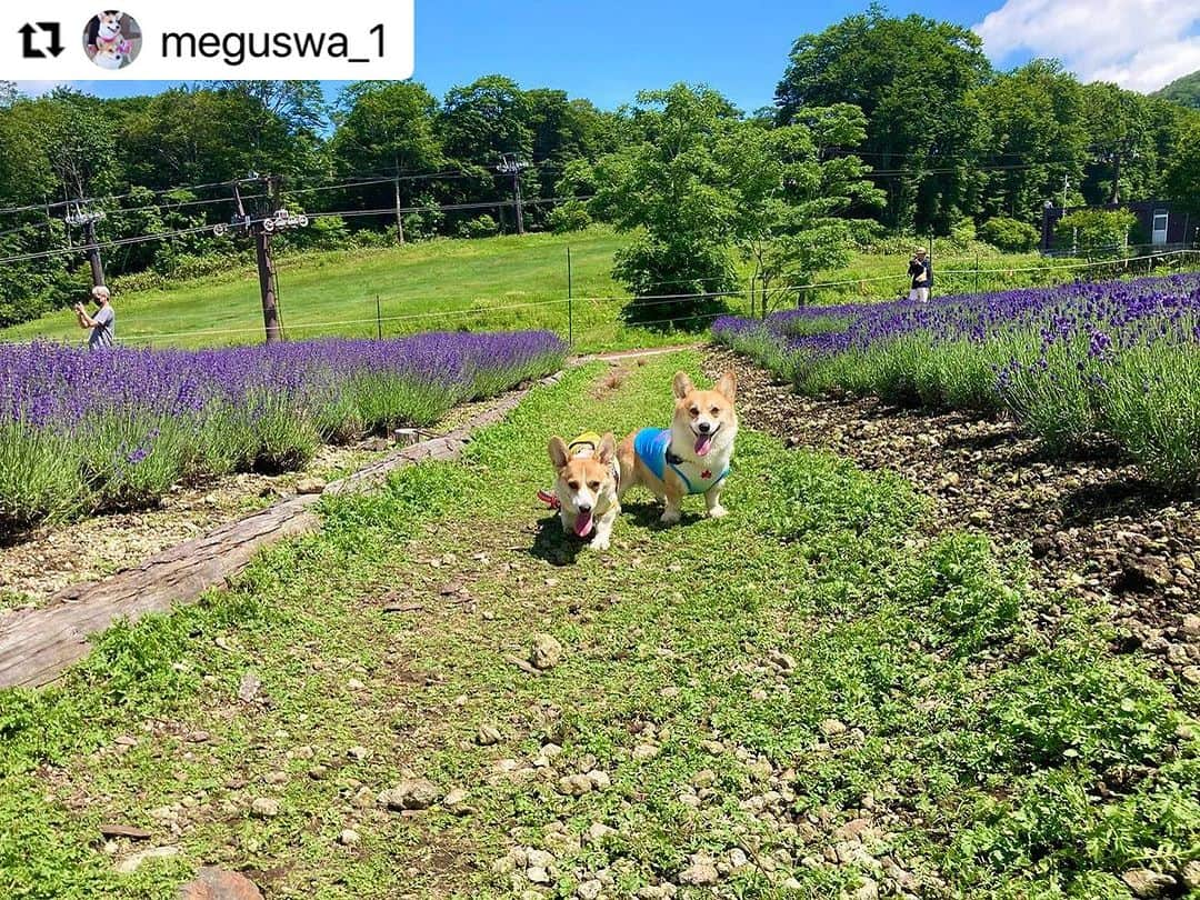 Caluluさんのインスタグラム写真 - (CaluluInstagram)「LOGOSのフラミンゴタンクを色違いで着てくださいました💛  とても可愛いです🌼  仲良く色違いコーディネートでお出かけ良いですね😍楽しそうです😆  これからもぜひ一緒に沢山着てくださいね🎈  #Repost @meguswa_1 with @use.repost ・・・ 一昨年から見に行き始めた、たんばらラベンダーパークに行ってきました😄 @tambaratokyuresort   早起きしたおかげで、関越の渋滞にはほぼ巻き込まれず🙌  現地は日差しは強くて暑いけど、空気は気持ちよくて日陰はとっても涼しくて過ごしやすかった〜😊  今日のお天気が良かったおかげで良い写真がいっぱい🤳🤳🤳  チャビルナもお出かけが嬉しくて足取りも軽く♪  チャビーは小川でいつも通りのクールダウン🤭　 ここにはドッグランもあるのでワンコも楽しめます♡  楽しかった〜😄  #コーギー #コーギーのいる暮らし #コーギー大好き #コーギー癒し #コーギー犬 #こぎすたぐらむ #corgi #corgilife #corgilove #corgination #corgicommunity #corgiworld #welshcorgi #welshcorgipembroke  #2020年生まれのコーギー #2022年生まれコーギー   @wanwanfm #ワンラジ写真館  #ziwiフォトコン #gowithわんこ   #ハグワン犬  @calulu_dogwear #わんだふるフォトコンテスト #8月度vetslabo宣伝部員 #どっぐふーどる #フォトコンテスト202307 @revibath.one  #リバイバスワン公式アンバサダー #オーシーファーム犬社員12期生 @dogfood_kobo  #ドッグフード工房うちの子自慢 @pt.japan  #ベストわんショット #お揃い服でお出かけ」8月8日 18時19分 - calulu_dogwear