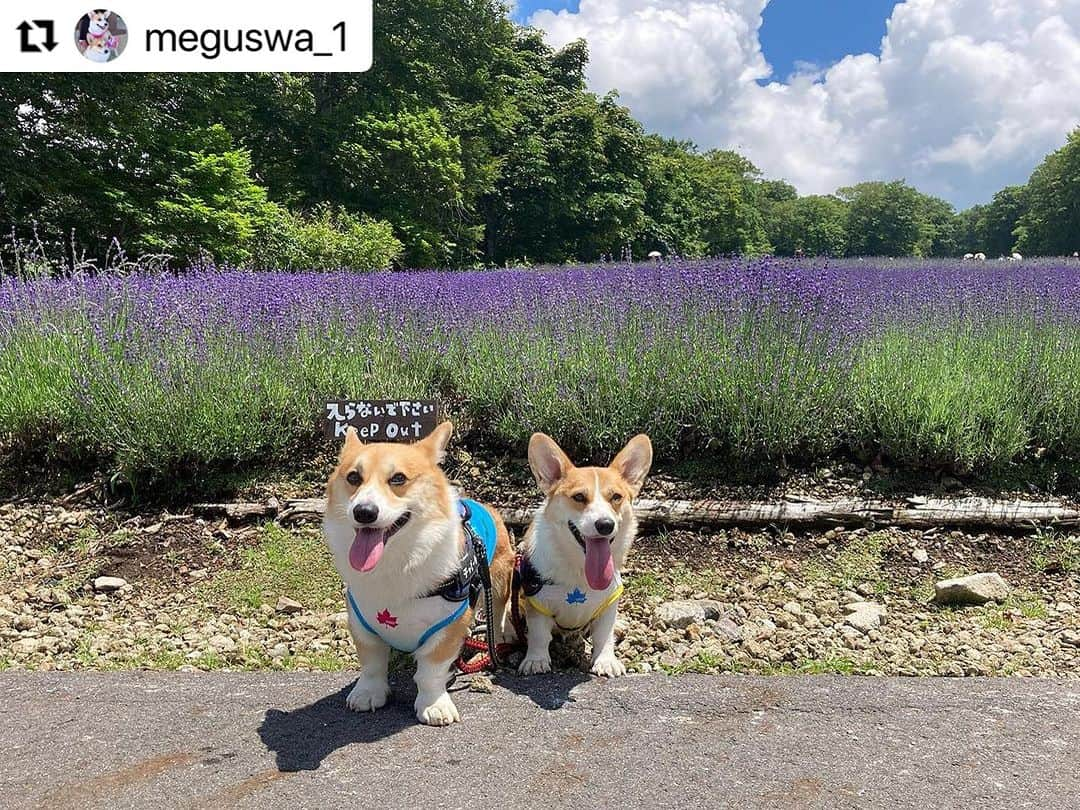 Caluluさんのインスタグラム写真 - (CaluluInstagram)「LOGOSのフラミンゴタンクを色違いで着てくださいました💛  とても可愛いです🌼  仲良く色違いコーディネートでお出かけ良いですね😍楽しそうです😆  これからもぜひ一緒に沢山着てくださいね🎈  #Repost @meguswa_1 with @use.repost ・・・ 一昨年から見に行き始めた、たんばらラベンダーパークに行ってきました😄 @tambaratokyuresort   早起きしたおかげで、関越の渋滞にはほぼ巻き込まれず🙌  現地は日差しは強くて暑いけど、空気は気持ちよくて日陰はとっても涼しくて過ごしやすかった〜😊  今日のお天気が良かったおかげで良い写真がいっぱい🤳🤳🤳  チャビルナもお出かけが嬉しくて足取りも軽く♪  チャビーは小川でいつも通りのクールダウン🤭　 ここにはドッグランもあるのでワンコも楽しめます♡  楽しかった〜😄  #コーギー #コーギーのいる暮らし #コーギー大好き #コーギー癒し #コーギー犬 #こぎすたぐらむ #corgi #corgilife #corgilove #corgination #corgicommunity #corgiworld #welshcorgi #welshcorgipembroke  #2020年生まれのコーギー #2022年生まれコーギー   @wanwanfm #ワンラジ写真館  #ziwiフォトコン #gowithわんこ   #ハグワン犬  @calulu_dogwear #わんだふるフォトコンテスト #8月度vetslabo宣伝部員 #どっぐふーどる #フォトコンテスト202307 @revibath.one  #リバイバスワン公式アンバサダー #オーシーファーム犬社員12期生 @dogfood_kobo  #ドッグフード工房うちの子自慢 @pt.japan  #ベストわんショット #お揃い服でお出かけ」8月8日 18時19分 - calulu_dogwear