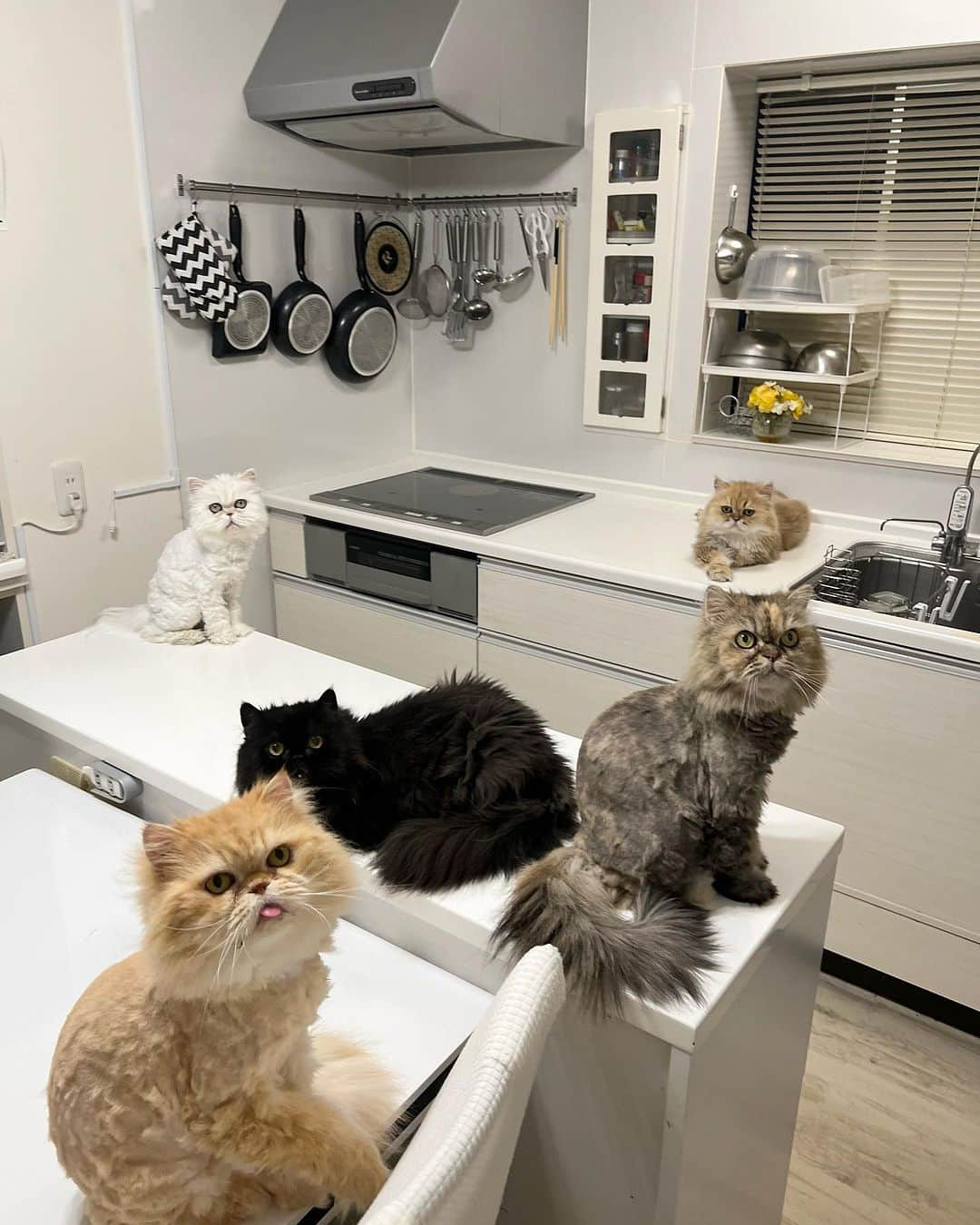 12 Chinchilla Persianのインスタグラム：「love you floofs ♥️ #internationalcatday」