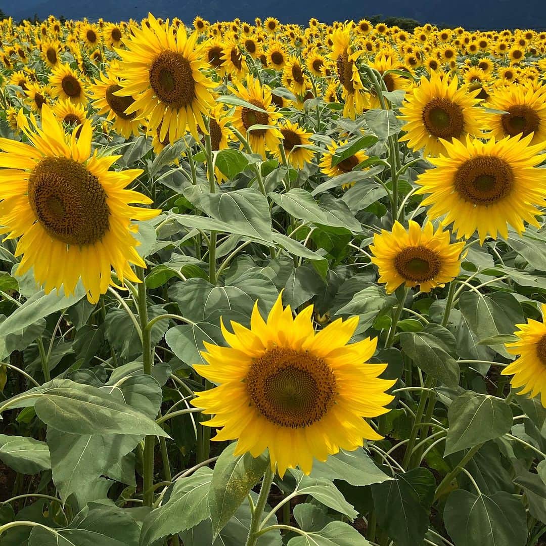 田辺誠一のインスタグラム：「ひまわり🌻 sunflower」