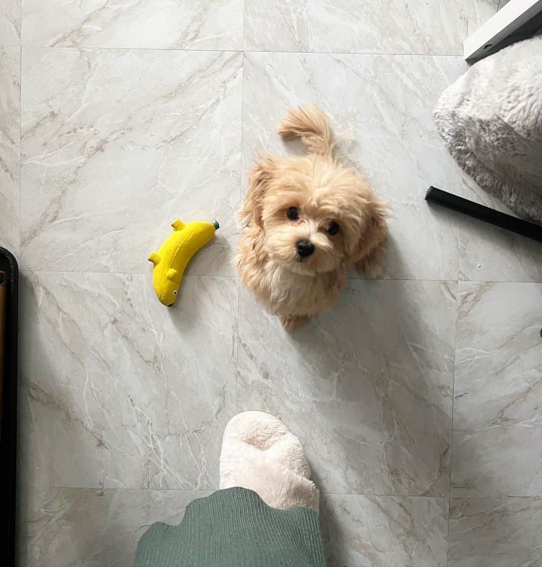 村山優香のインスタグラム：「初お風呂はガクブルでした🛁🫧  #マルプー子犬」