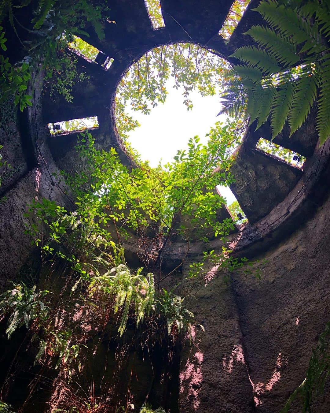 kerokerokingdxさんのインスタグラム写真 - (kerokerokingdxInstagram)「槙野植物園温室のラピュタ感… 今まで行った温室で一番面白かった （暑かったけど…) #槙野植物園」8月8日 19時21分 - kerokerokingdx