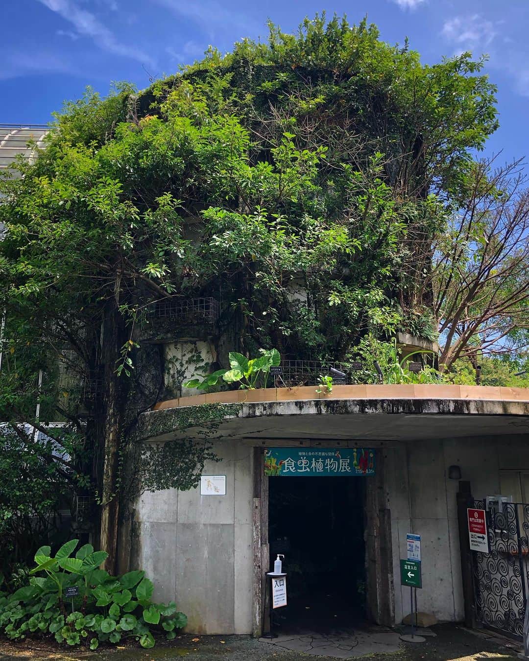 kerokerokingdxのインスタグラム：「槙野植物園温室のラピュタ感… 今まで行った温室で一番面白かった （暑かったけど…) #槙野植物園」