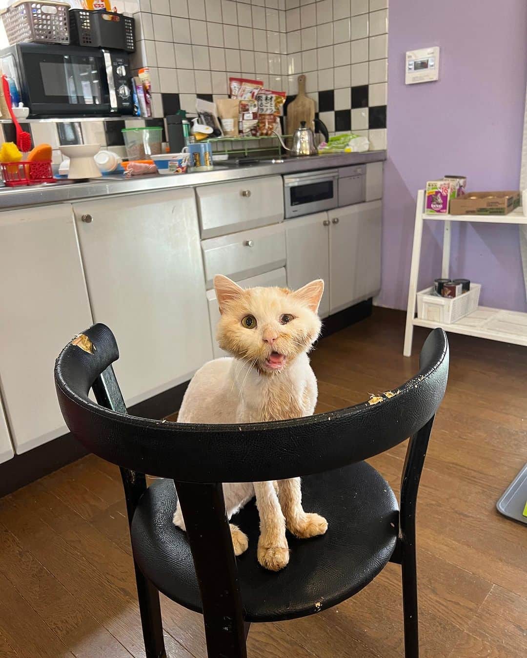 Kachimo Yoshimatsuのインスタグラム：「おかき、パン、パン！  #うちの猫ら #猫 #okaki #ねこ #ニャンスタグラム #にゃんすたぐらむ #ねこのきもち #cat #ネコ #catstagram #ネコ部 http://kachimo.exblog.jp」