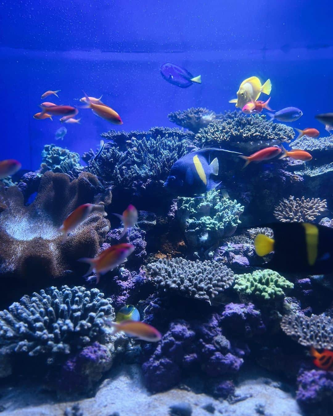 菅谷梨沙子さんのインスタグラム写真 - (菅谷梨沙子Instagram)「みんなで水族館へ行った日🐠🪸 海の生き物たちにたくさん癒された1日になりました꙳⭐︎」8月8日 19時49分 - risako_sugaya