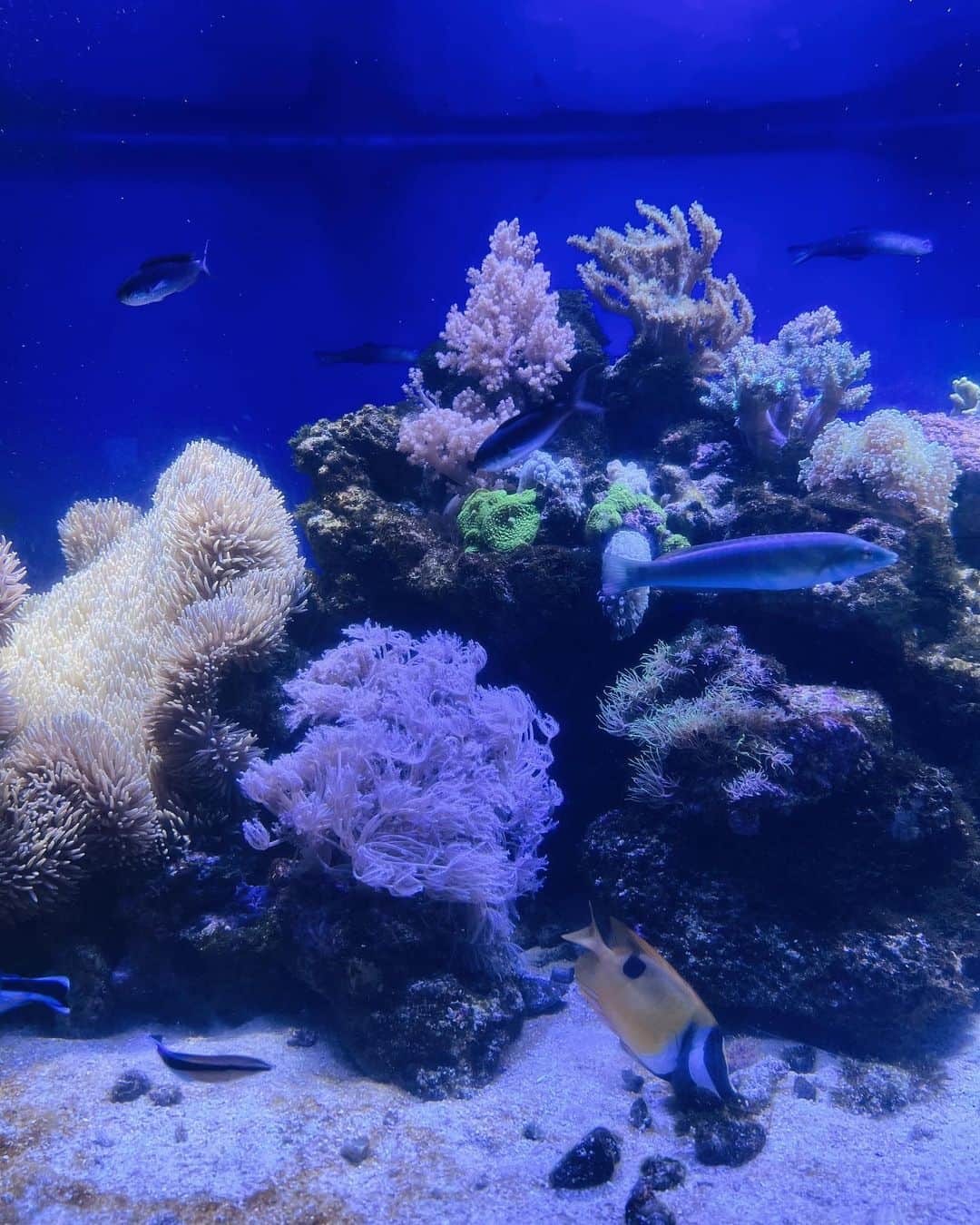 菅谷梨沙子さんのインスタグラム写真 - (菅谷梨沙子Instagram)「みんなで水族館へ行った日🐠🪸 海の生き物たちにたくさん癒された1日になりました꙳⭐︎」8月8日 19時49分 - risako_sugaya