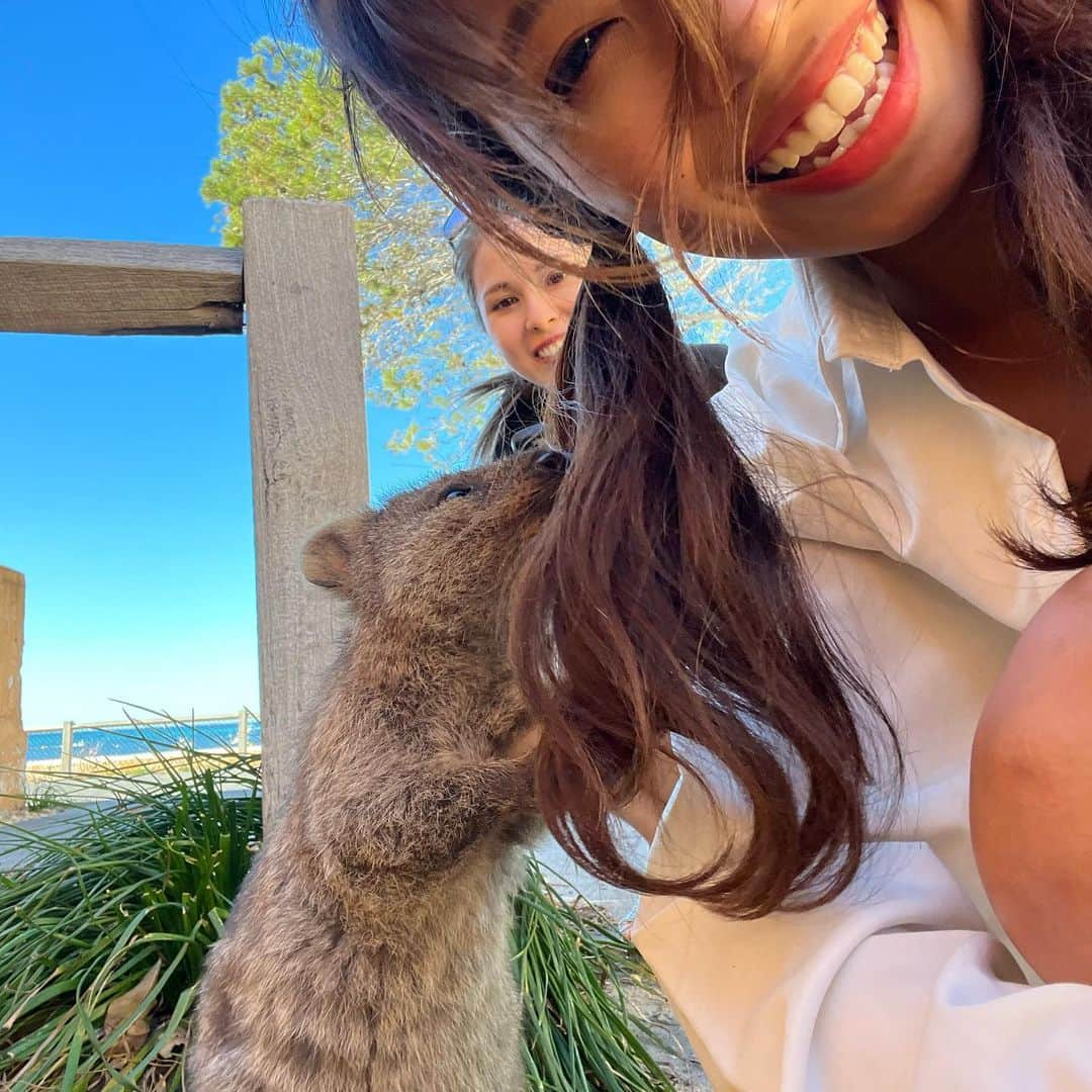 溝呂木世蘭さんのインスタグラム写真 - (溝呂木世蘭Instagram)「【世界一幸せな動物クォッカ】  ここは 野生のクォッカが生息する島  📍ロットネスト島  オーストラリアパースから船で行くこの小さな島には クォッカという動物がたくさん生息しています！  このクォッカは 口角が上がっていていつも笑っているように見えることから  世界一幸せな動物って言われてるの♡  本当に笑っているみたいに見えて、そしてとっても人懐っこかった☺️  そしてここの島は海もめちゃくちゃ綺麗で、  クォッカ以外にもたくさん楽しめる島でした🏝️  島内はバスが通っていたり自転車を借りて移動するんだけど、  島内は日除けがなかったり天気がいいとかなり暑かったりするので  バスでの移動がおすすめでした！  #クォッカ#ロットネスト島#ロットネスト#世界一幸せな動物#パース#Perth#オーストラリア#Australia#西オーストラリア#旅好き#女子旅#ロードトリップ#キャンピングカー#海外移住#海外留学#旅行好きな人と繋がりたい #タビジョ」8月8日 19時49分 - seran_0422