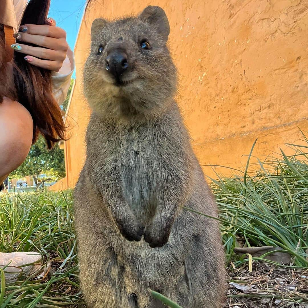 溝呂木世蘭さんのインスタグラム写真 - (溝呂木世蘭Instagram)「【世界一幸せな動物クォッカ】  ここは 野生のクォッカが生息する島  📍ロットネスト島  オーストラリアパースから船で行くこの小さな島には クォッカという動物がたくさん生息しています！  このクォッカは 口角が上がっていていつも笑っているように見えることから  世界一幸せな動物って言われてるの♡  本当に笑っているみたいに見えて、そしてとっても人懐っこかった☺️  そしてここの島は海もめちゃくちゃ綺麗で、  クォッカ以外にもたくさん楽しめる島でした🏝️  島内はバスが通っていたり自転車を借りて移動するんだけど、  島内は日除けがなかったり天気がいいとかなり暑かったりするので  バスでの移動がおすすめでした！  #クォッカ#ロットネスト島#ロットネスト#世界一幸せな動物#パース#Perth#オーストラリア#Australia#西オーストラリア#旅好き#女子旅#ロードトリップ#キャンピングカー#海外移住#海外留学#旅行好きな人と繋がりたい #タビジョ」8月8日 19時49分 - seran_0422