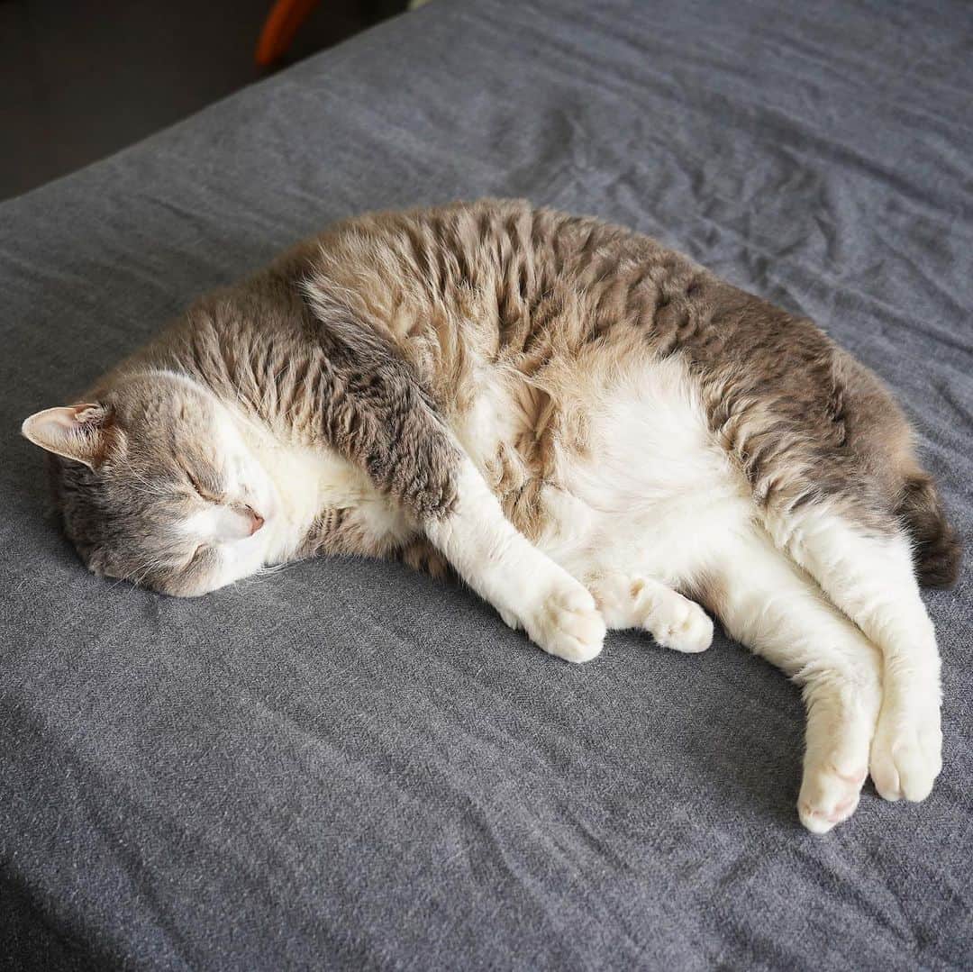 モアレ & クリエさんのインスタグラム写真 - (モアレ & クリエInstagram)「すよすよモアレさん💤  #モアクリ #moacrie #ねこ #猫 #cat #catsagram #ねこすたぐらむ #にゃんすたぐらむ #猫のいる暮らし #ねこのいる生活」8月8日 20時17分 - moacrie