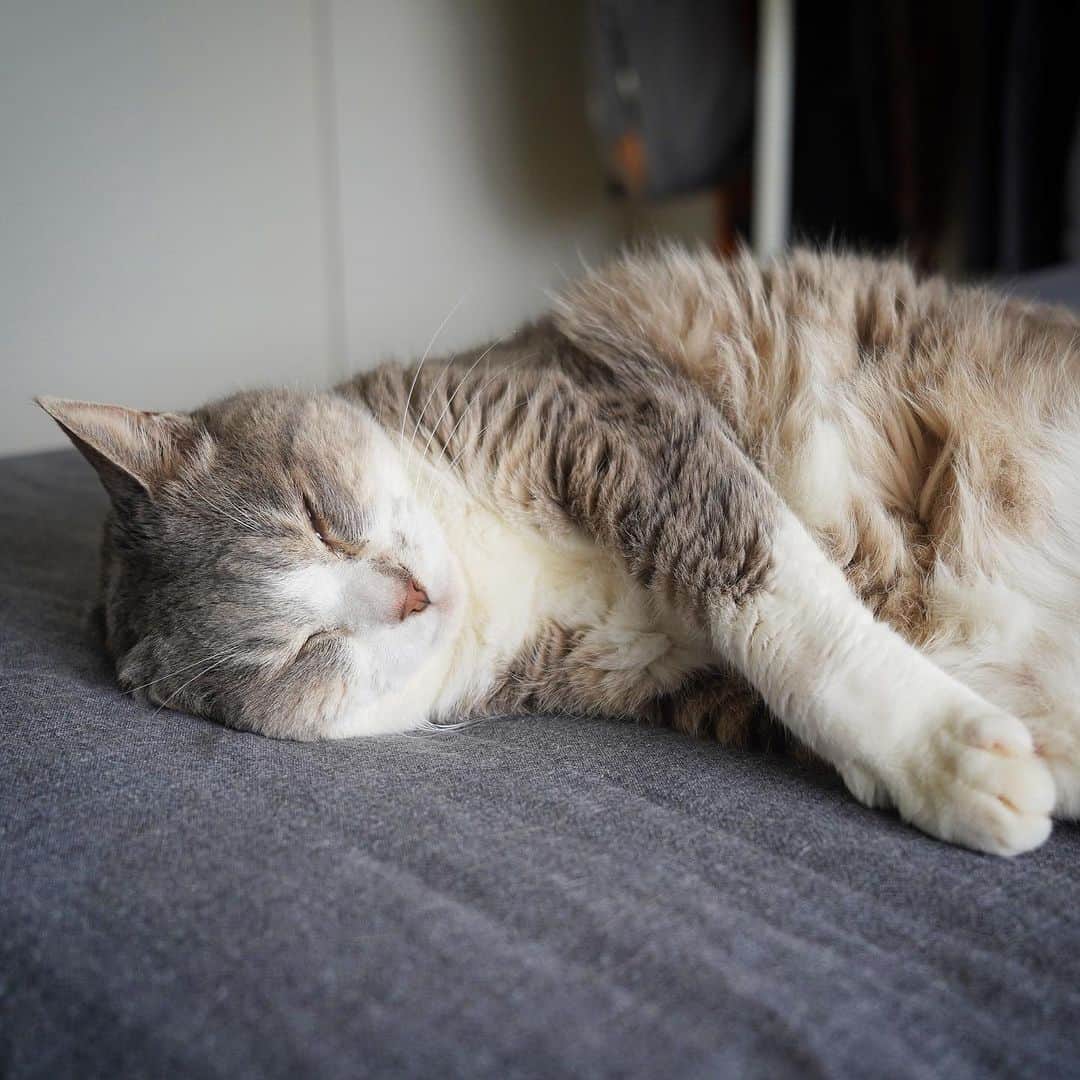 モアレ & クリエのインスタグラム：「すよすよモアレさん💤  #モアクリ #moacrie #ねこ #猫 #cat #catsagram #ねこすたぐらむ #にゃんすたぐらむ #猫のいる暮らし #ねこのいる生活」