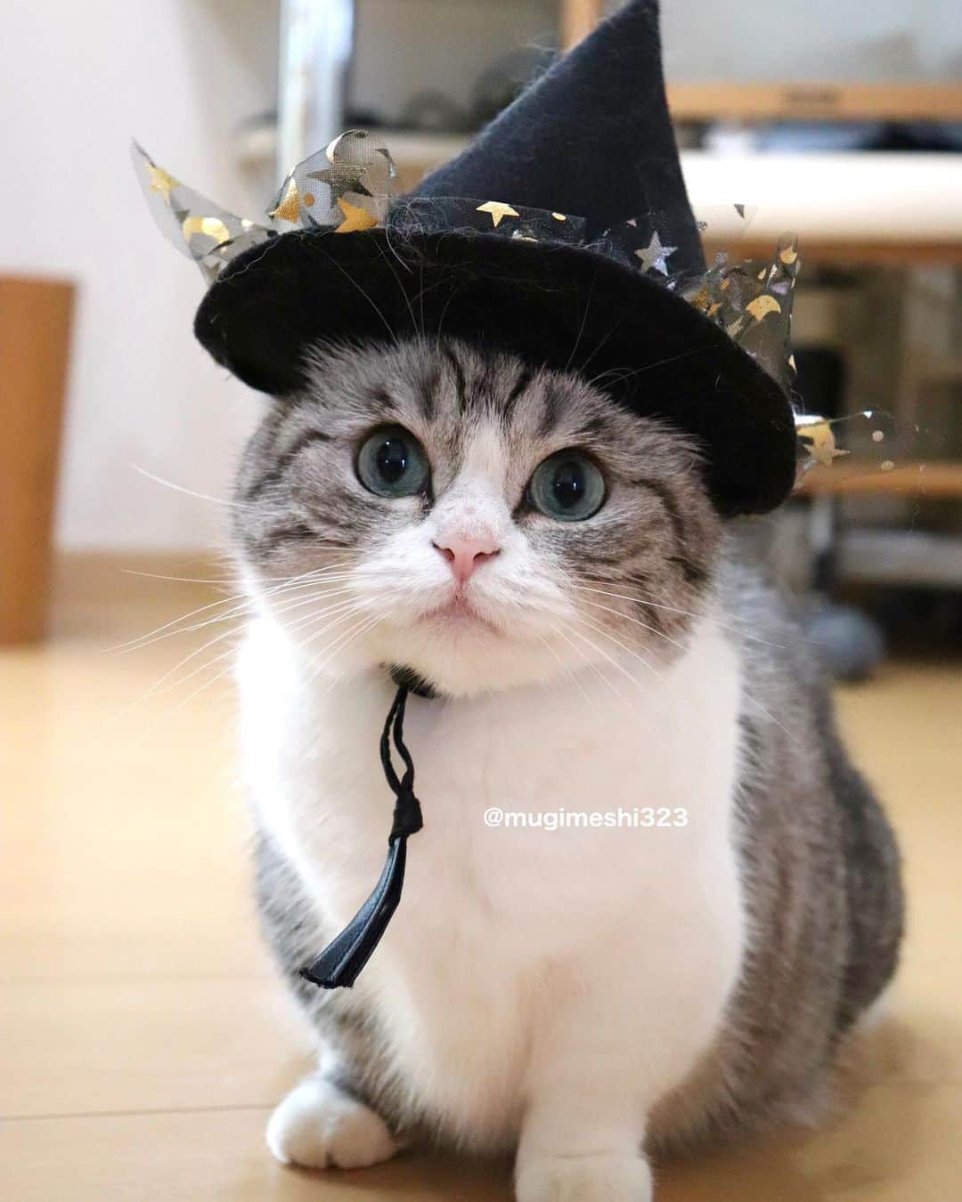 こむぎこまるのインスタグラム：「. . . 可愛いの撮れた📸❤️ . Cute❤️ . . #魔女っ子コマたん #ハロウィンはまだ先だけど #worldcatday  #internationalcatday  #catsofinstagram  #meowed  #世界猫の日  #世界中の猫たちが幸せに暮らせますように  #catworld #catphotography  #munchkin #マンチカン #ハロウィン #halloweencat」