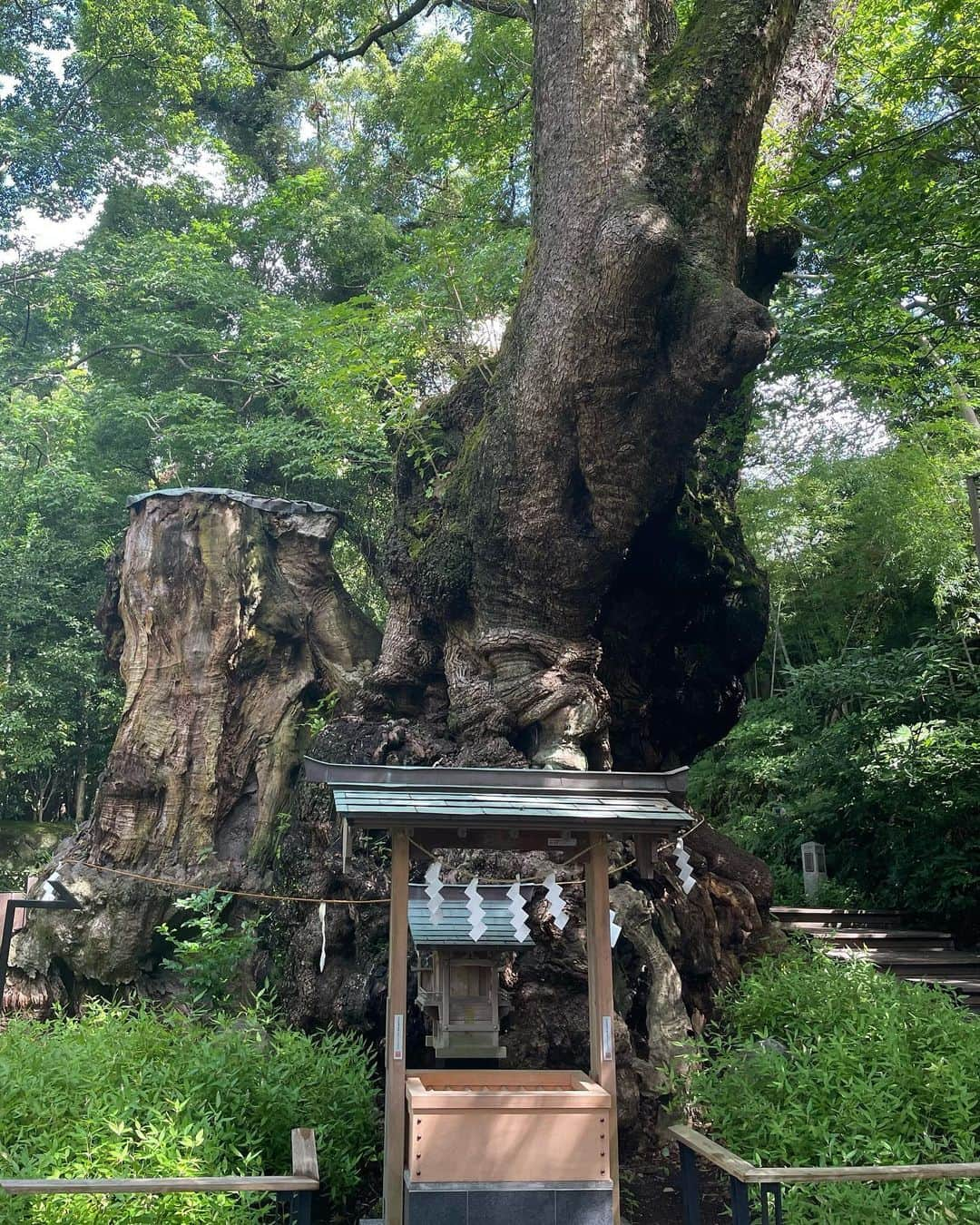 かなさんのインスタグラム写真 - (かなInstagram)「． 📍熱海 來宮神社 ． 樹齢2100年の大楠は圧巻の迫力🌳 パワーたくさんもらってきました♡ ． 空気が澄んでいてとっても気の良い⛩️ オススメです♡ ． ． #家族旅行#熱海#來宮神社#パワースポット#夏休み#観光#family」8月8日 20時31分 - kana_s0130