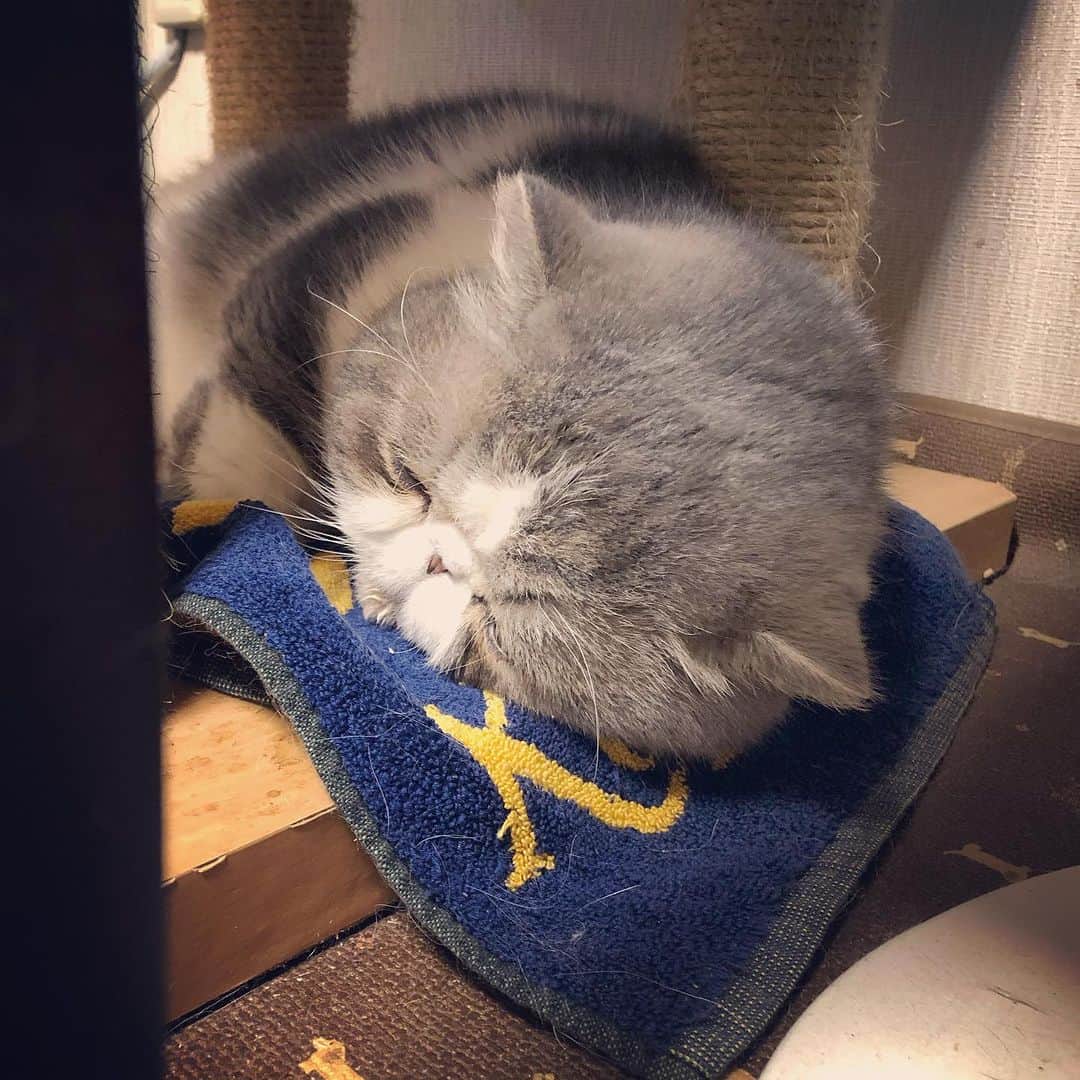 のインスタグラム：「ミニタオルを盗んだ犯人が判明した。  #ムスカ #エキゾチックショートヘア #ねこすたぐらむ #ふわもこ部 #にゃんすたぐらむ #ねこ部 #にゃんこ #ねこのいる生活 #ねこのきもち #猫写真 #猫大好き #ペコねこ部 #ねこバカ #愛猫 #냥스타그램 #귀여워 #猫咪 #catstagram #kitty #petstagram #instacat #meow #catoftheday #ilovemycat #catstagram_japan #instagramcats #cutepets #Kedi #cat_of_Instagram #katter」