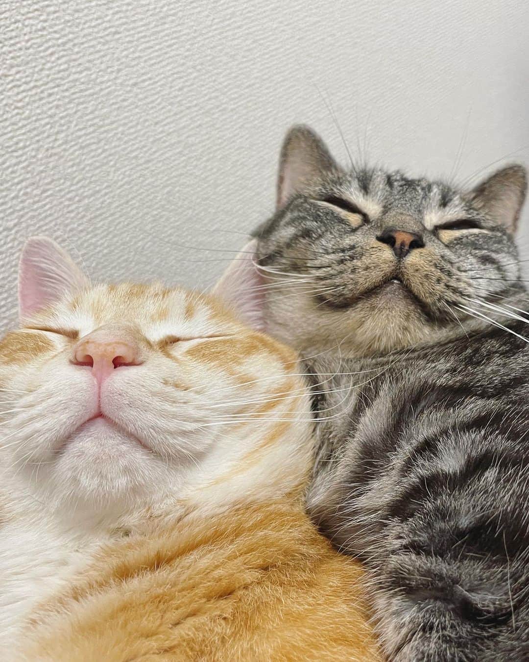 加藤優さんのインスタグラム写真 - (加藤優Instagram)「#世界猫の日  いつも、ありがとう…！✨」8月8日 21時43分 - y_k_009