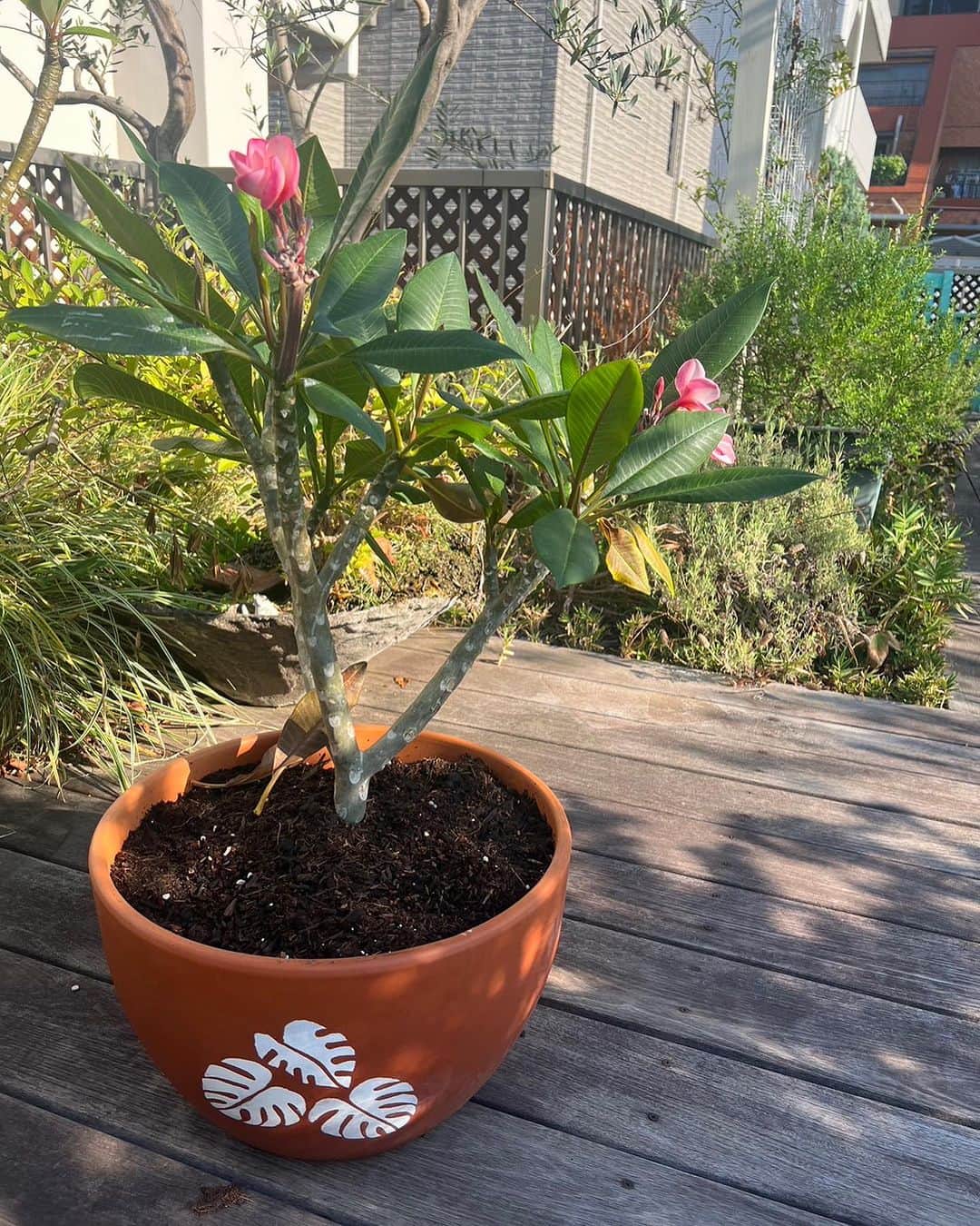 キャシー中島さんのインスタグラム写真 - (キャシー中島Instagram)「* 今日は家でキルトデザインの仕事です。  プルメリアのデザインをしたくて屋上のプルメリアを見に行くと、3つある鉢植えのプルメリア🪴二つは葉っぱだけ！葉っぱも可愛いのですが。 夏前に鉢を変えてたっぷりと土を入れたプルメリアが花を咲かせていました❤️ とっても綺麗でいい香りです。  我が家に来てから5度目の夏です❣️ 咲いてくれてありがとう❤️ ハルコもご機嫌です❣️  ハルコのために作ったパッチワークのベッドカバー、 もうすぐキルティングが終わります。結構時間がかかりました。  今夜は勝野パパと近所のお蕎麦屋さんで夕食です。  ここのお蕎麦屋さんすごーーく美味しいのお刺身も天ぷらもグッド👍よ❤️  パパはごまだれ蕎麦、私は巣立ち蕎麦です。 いただきまーーす❣️  穏やかな1日でした❤️」8月8日 21時58分 - official_kathynakajima
