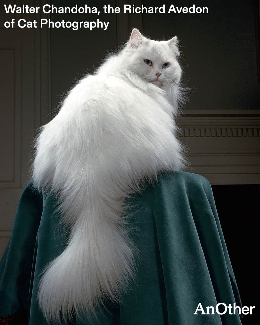 AnOther Magazineのインスタグラム：「Happy #InternationalCatDay 😻⁠ ⁠ To mark the occasion, we're looking back at the decades-long career of photographer Walter Chandoha (@chandohacats), who through the course of his life created over 90,000 images of cats. At the link in bio, AnOther peeks inside the book compiling some of his greatest feline shots 📲⁠ ⁠ 📸 Walter Chandoha: Cats, Photographs 1942–2018⁠ 1. Persian, New Jersey, 1961⁠ 2. New Jersey, 1961⁠ 3. “My daughter Paula and the kitten both ‘smiled’ for the camera at the same time...but the cat’s not smiling, he’s meowing” –Walter Chandoha, 1955⁠ 4. Siamese kittens, New Jersey, 1962⁠ 5. Astoria, 1951⁠ 6. Onlookers at Fabulous Felines pet store. New York City, 1961」