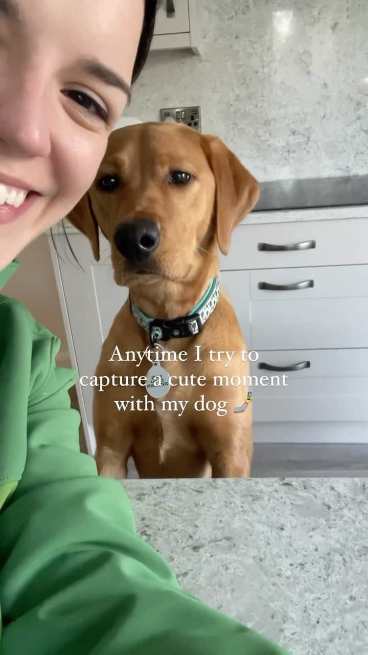 DogsOf Instagramのインスタグラム：「Every. Dang. Time @foxred_leia 🙃 Anyone else?? . . . #dailyfluff #photofail #dogsofinstagram #dogswithattitude」