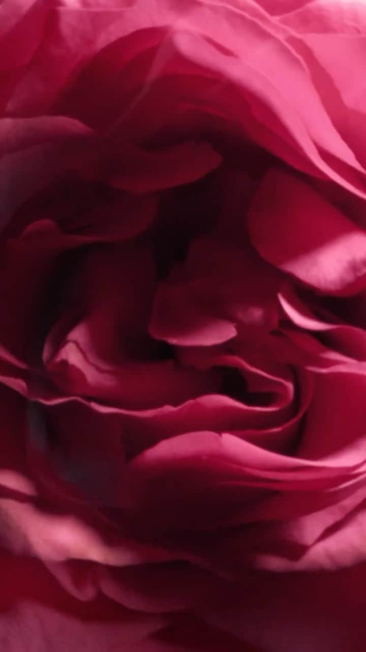 トムフォードのインスタグラム：「DISCOVER CAFÉ ROSE.   FEATURING SPARKLING FLORALS, DARK COFFEE AND PATCHOULI.   #TOMFORDBEAUTY #TOMFORD」