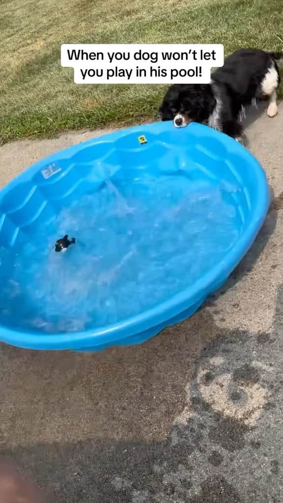 DogsOf Instagramのインスタグラム：「He really said “mine now” 💦 Fetched from @blaiseandchase10 on TT」