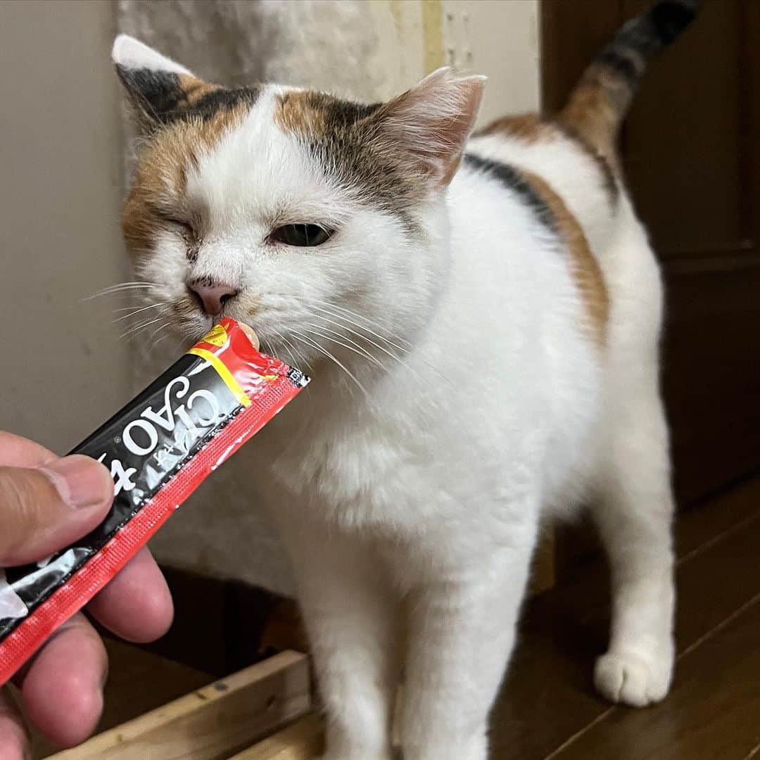 Kachimo Yoshimatsuのインスタグラム：「深夜のお楽しみ  #うちの猫ら #猫 #ねこ #mikeko #ニャンスタグラム #にゃんすたぐらむ #ねこのきもち #cat #ネコ #catstagram #ネコ部 http://kachimo.exblog.jp」