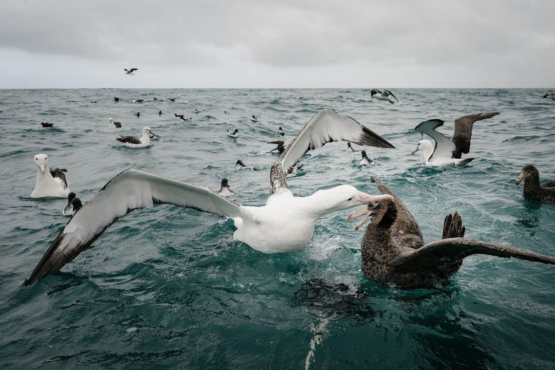 National Geographic Travelさんのインスタグラム写真 - (National Geographic TravelInstagram)「Photos by @kiliiiyuyan | A southern royal albatross, one of the largest flying birds on Earth, attacks a giant petrel trying to edge in on leftover fishermen’s catch off Kaikoura, New Zealand. It’s hard to put into words just how enormous these birds are, but the southern royal albatross weighs 19 pounds (9 kilograms) on average.   Follow me, @kiliiiyuyan, for more from the living waters of the world.」8月9日 2時32分 - natgeotravel