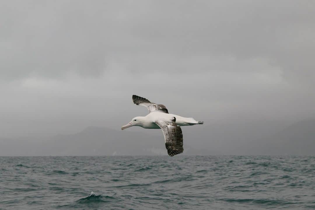 National Geographic Travelさんのインスタグラム写真 - (National Geographic TravelInstagram)「Photos by @kiliiiyuyan | A southern royal albatross, one of the largest flying birds on Earth, attacks a giant petrel trying to edge in on leftover fishermen’s catch off Kaikoura, New Zealand. It’s hard to put into words just how enormous these birds are, but the southern royal albatross weighs 19 pounds (9 kilograms) on average.   Follow me, @kiliiiyuyan, for more from the living waters of the world.」8月9日 2時32分 - natgeotravel