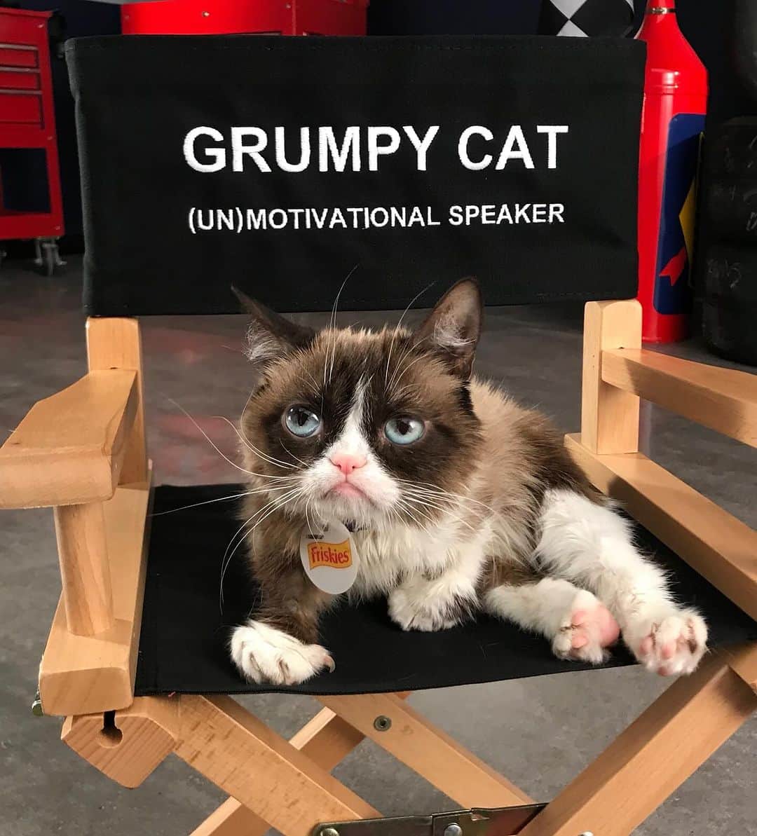 Grumpy Catのインスタグラム