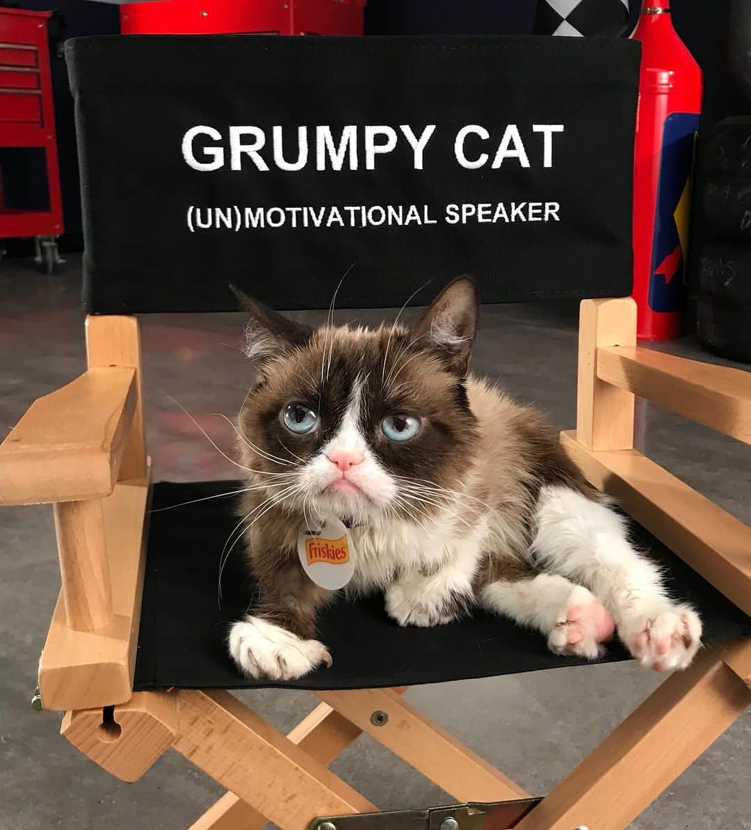 Grumpy Catのインスタグラム：「Have the worst #InternationalCatDay ever.」
