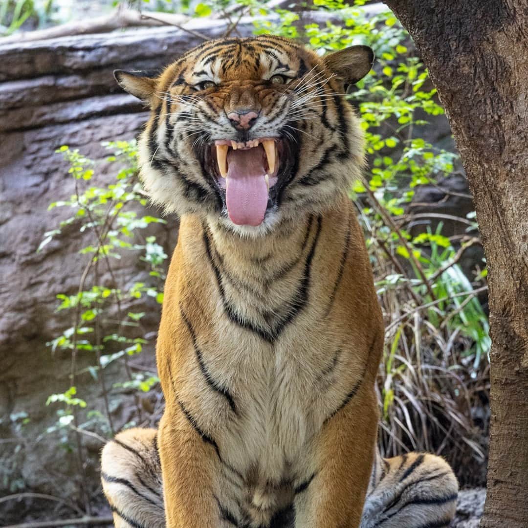 San Diego Zooさんのインスタグラム写真 - (San Diego ZooInstagram)「Papillary prowess comes naturally to these talented tongue twisters. Who will lick the competition? 👅 You decide. Vote for your favorite TOT (tongue out Tuesday) with emojis in the comments: 🐻: Ransisku 🐯: Berani 🔴: Adira 🐆: Ulybka  #TOT #NothingBlandHere #SavorTheCuteness」8月9日 4時00分 - sandiegozoo