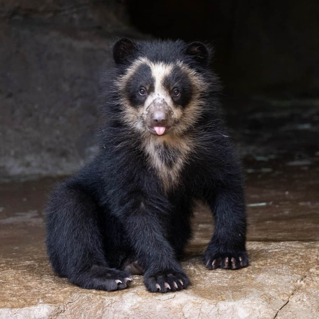 San Diego Zooのインスタグラム：「Papillary prowess comes naturally to these talented tongue twisters. Who will lick the competition? 👅 You decide. Vote for your favorite TOT (tongue out Tuesday) with emojis in the comments: 🐻: Ransisku 🐯: Berani 🔴: Adira 🐆: Ulybka  #TOT #NothingBlandHere #SavorTheCuteness」