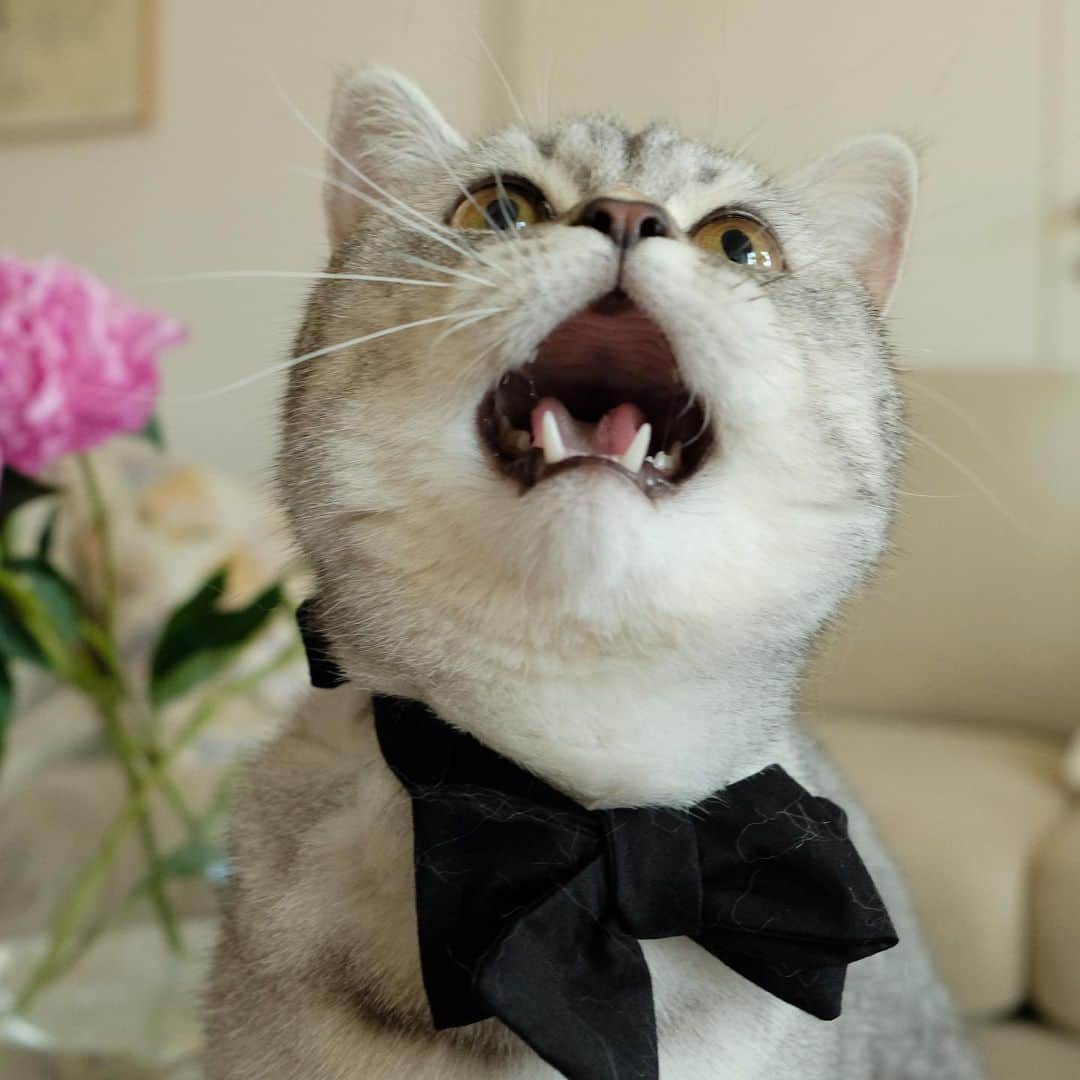 catinberlinのインスタグラム：「Happy #InternationalCatDay!! Meow! 😻catinberlin.com  #catinberlin #cats #cat #catsofinstagram #catstagram #katze #pets #petsofinstagram #cute #adorable #weeklyfluff #bowrie #catday #weltkatzentag」