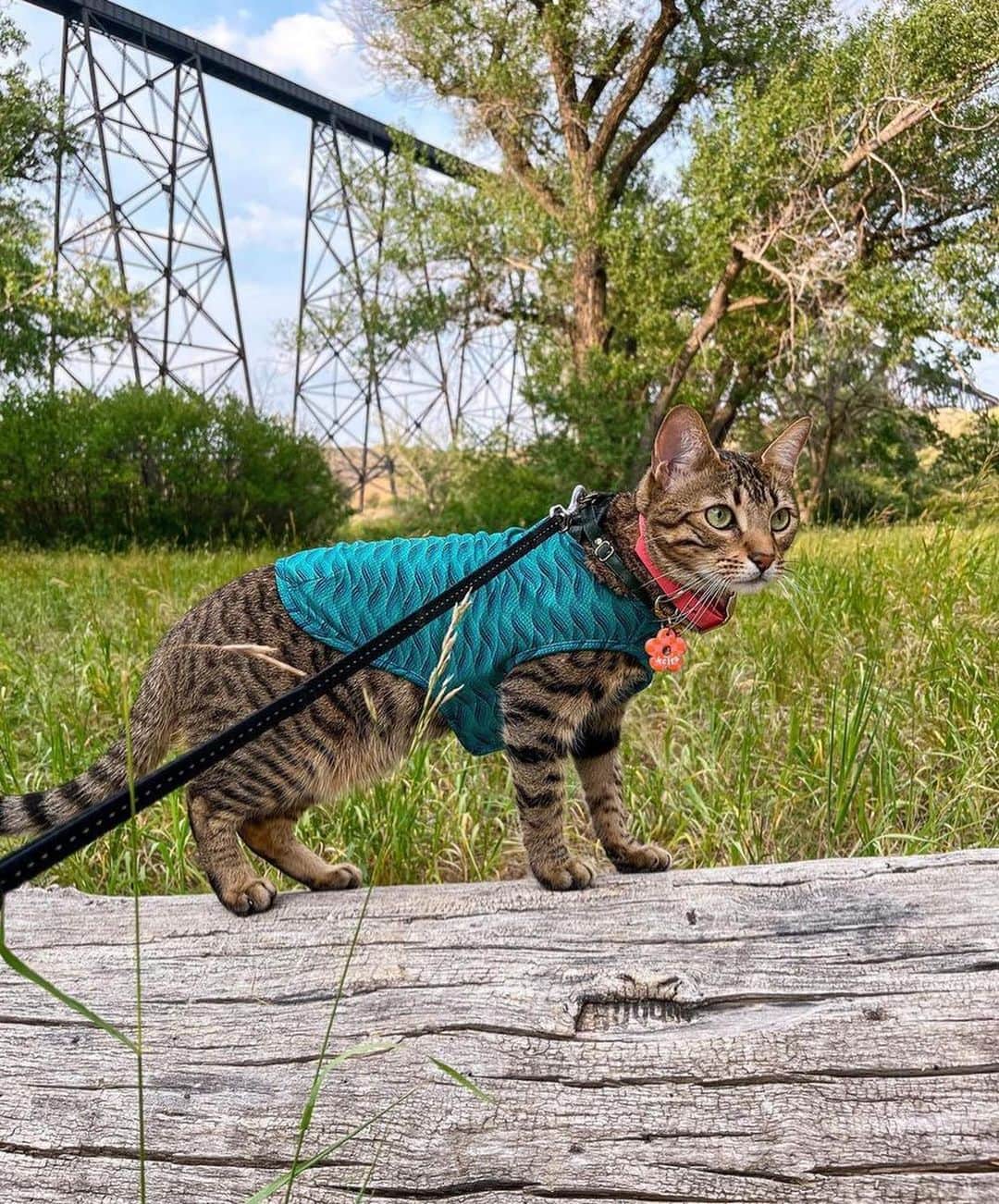 Bolt and Keelさんのインスタグラム写真 - (Bolt and KeelInstagram)「Meet Keira!🐾 This kitty is typically a house cat, but she is becoming quite the adventurer these days!🏔️  @adventrapets ➡️ @keiratheadventurecat  —————————————————— Follow @adventrapets to meet cute, brave and inspiring adventure pets from all over the world! 🌲🐶🐱🌲  • TAG US IN YOUR POSTS to get your little adventurer featured! #adventrapets ——————————————————」8月9日 4時14分 - adventrapets