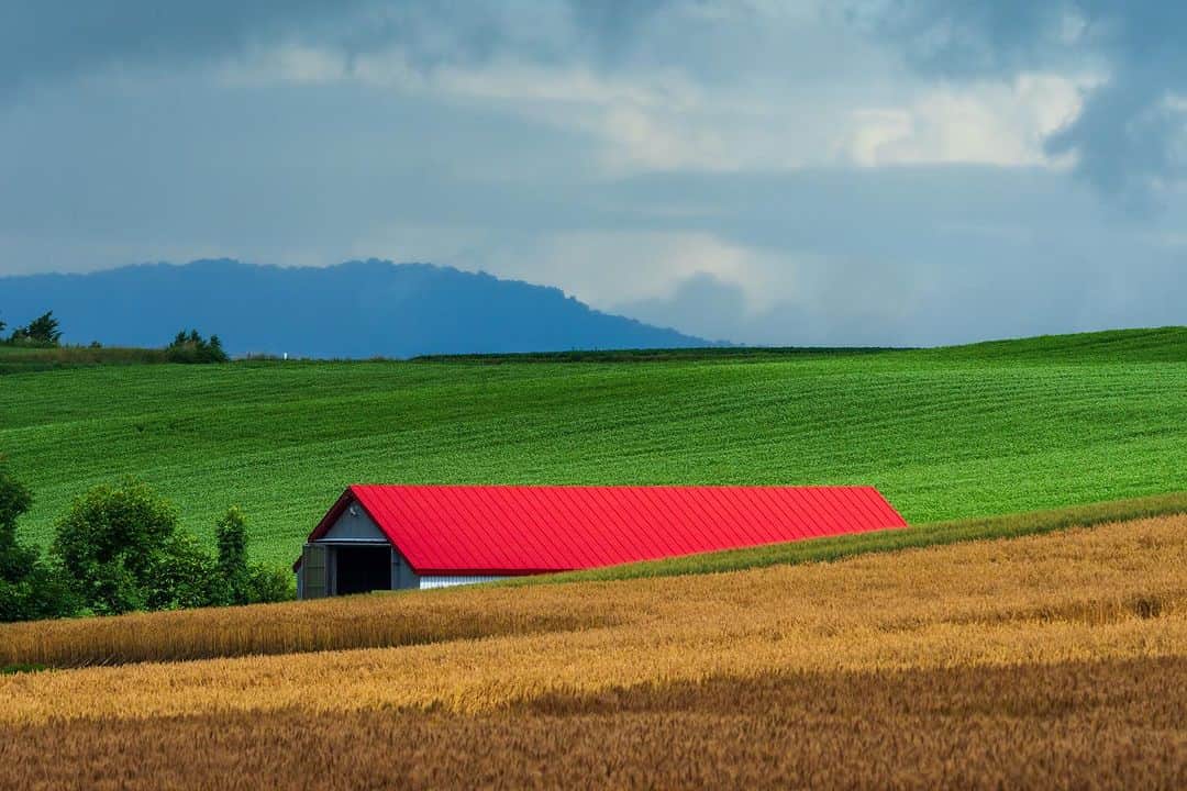 Michael Yamashitaさんのインスタグラム写真 - (Michael YamashitaInstagram)「Hokkaido’s barns: Painted in the most vivid primary colors, barns dot the landscape attracting the eyes of landscape photographers. As a quarter of Japan's arable land is located on the island, agriculture plays a major role in Hokkaido's economy. The island ranks first in Japan for production of a range of agricultural products, including wheat, soybeans, potatoes, beet, onions, corn, milk, and beef. #barn #barnart #hokkaidofarm #hokkaido」8月9日 5時14分 - yamashitaphoto