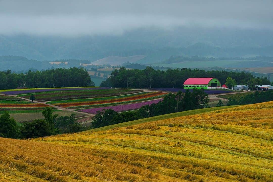 Michael Yamashitaのインスタグラム：「Hokkaido’s barns: Painted in the most vivid primary colors, barns dot the landscape attracting the eyes of landscape photographers. As a quarter of Japan's arable land is located on the island, agriculture plays a major role in Hokkaido's economy. The island ranks first in Japan for production of a range of agricultural products, including wheat, soybeans, potatoes, beet, onions, corn, milk, and beef. #barn #barnart #hokkaidofarm #hokkaido」