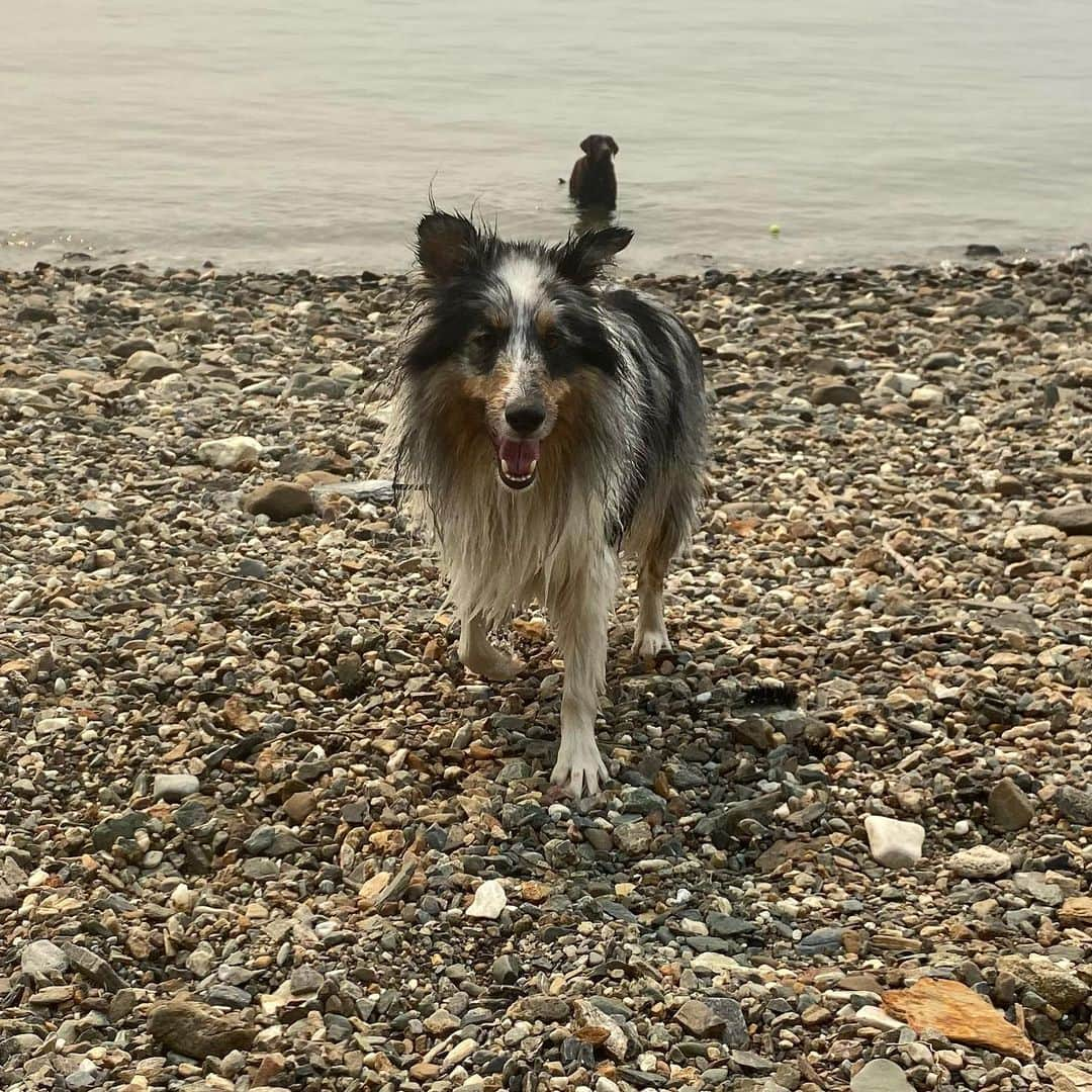 ナターシャ・ピュリッチのインスタグラム：「Wait mom get my good side.😎  #sheltiesofinstagram #shetlandsheepdog #bluemerlepuppy #bluemerlesheltie」