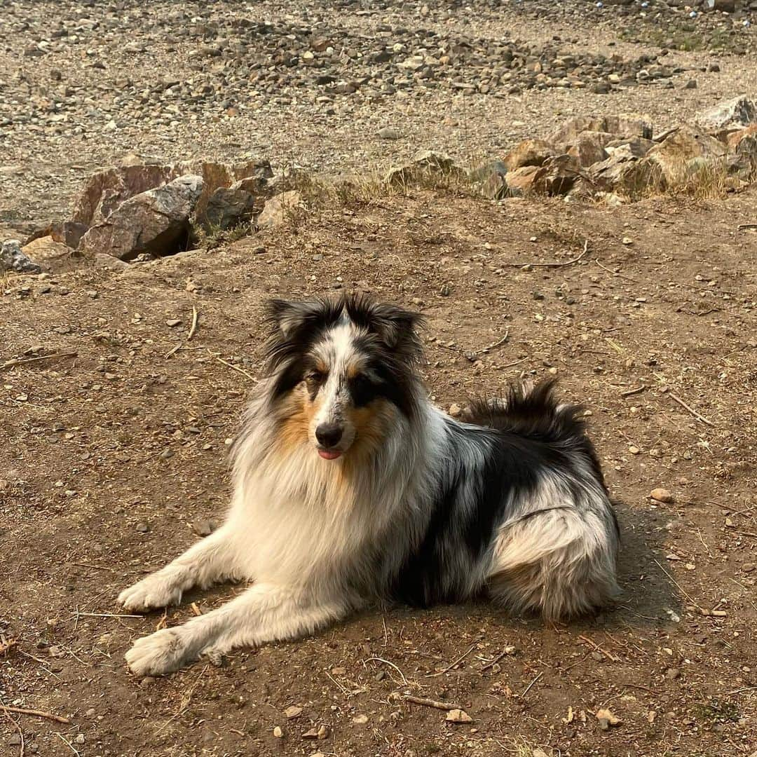 ナターシャ・ピュリッチさんのインスタグラム写真 - (ナターシャ・ピュリッチInstagram)「Wait mom get my good side.😎  #sheltiesofinstagram #shetlandsheepdog #bluemerlepuppy #bluemerlesheltie」8月9日 5時45分 - tashapurich